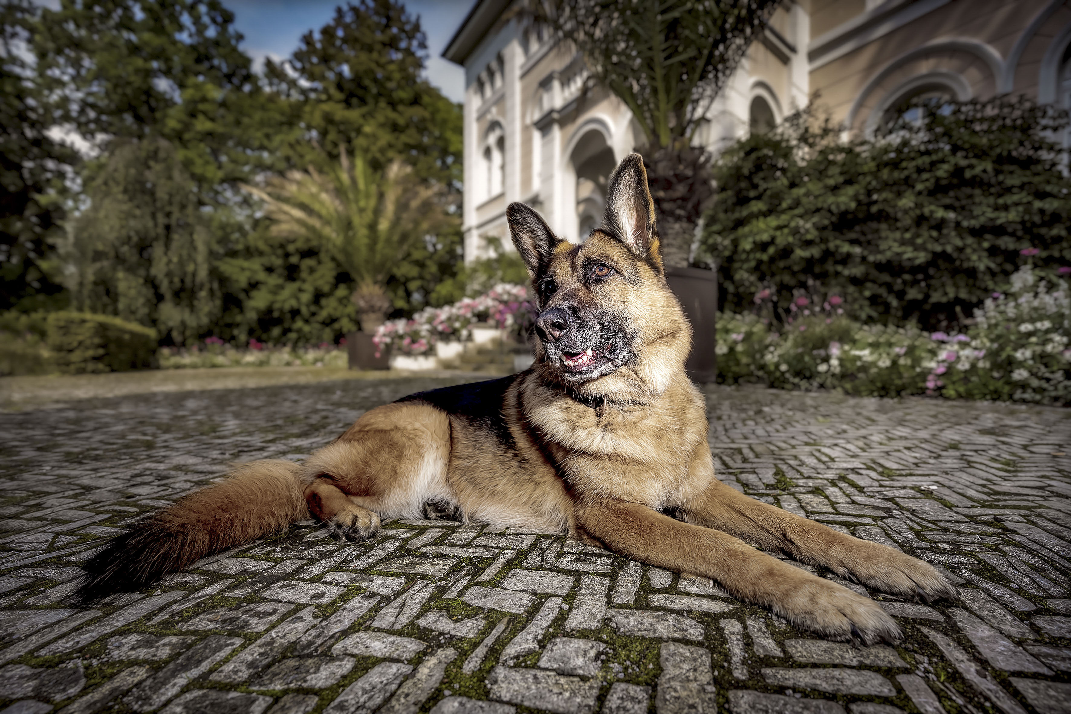2025_agfaboy_dog-fotografie_001