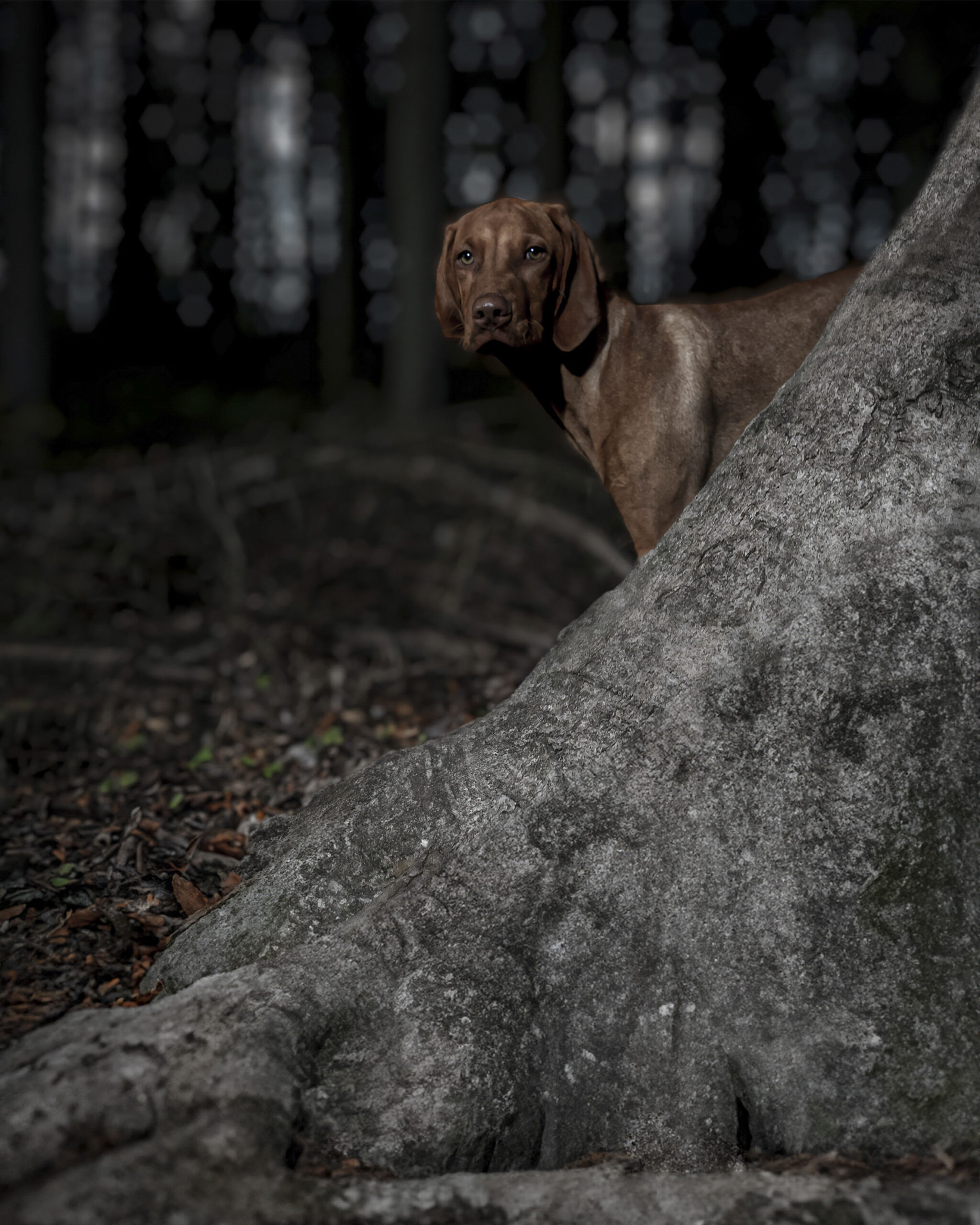 2025_agfaboy_dog-fotografie_003