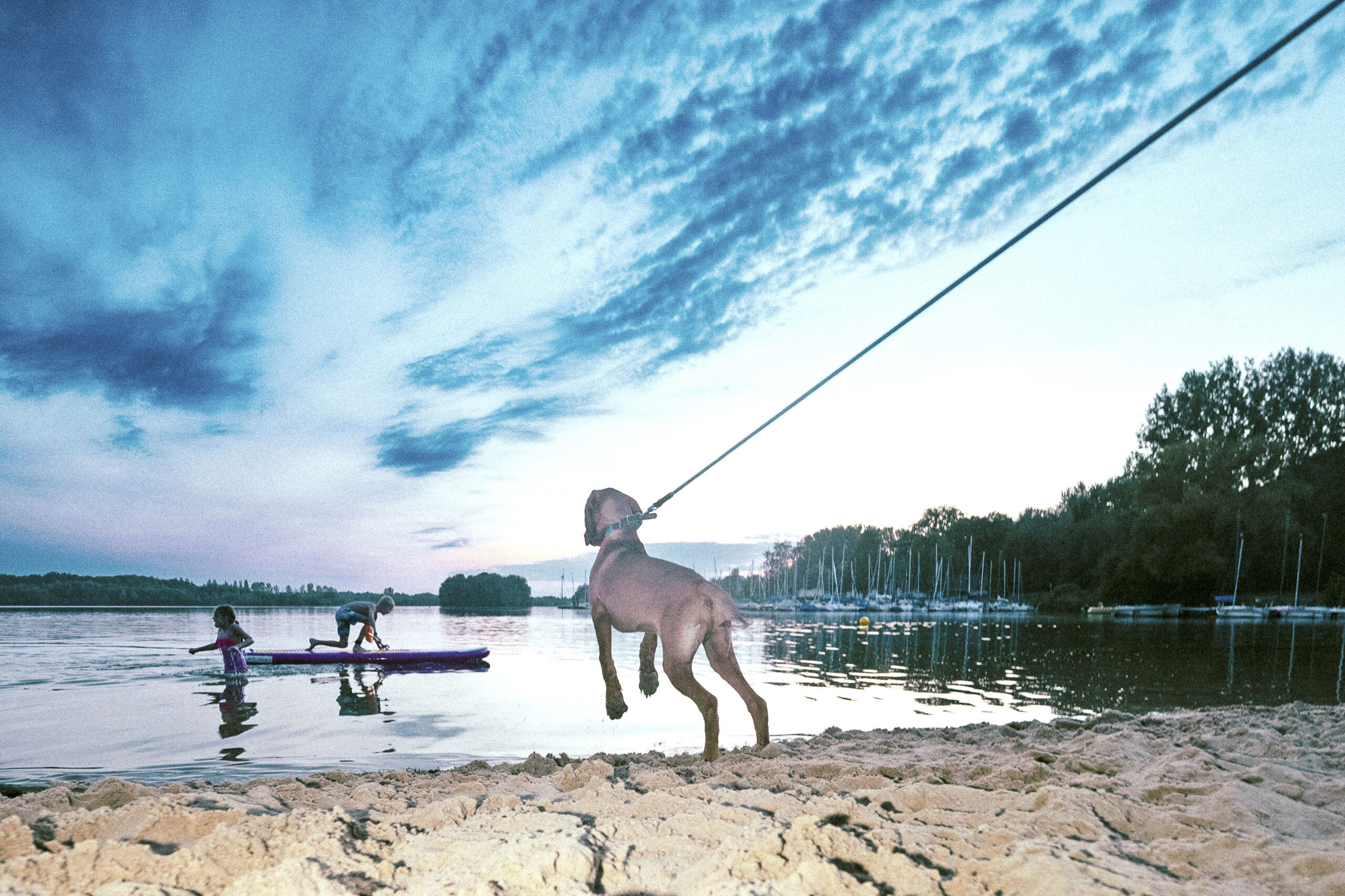 2025_agfaboy_dog-fotografie_004