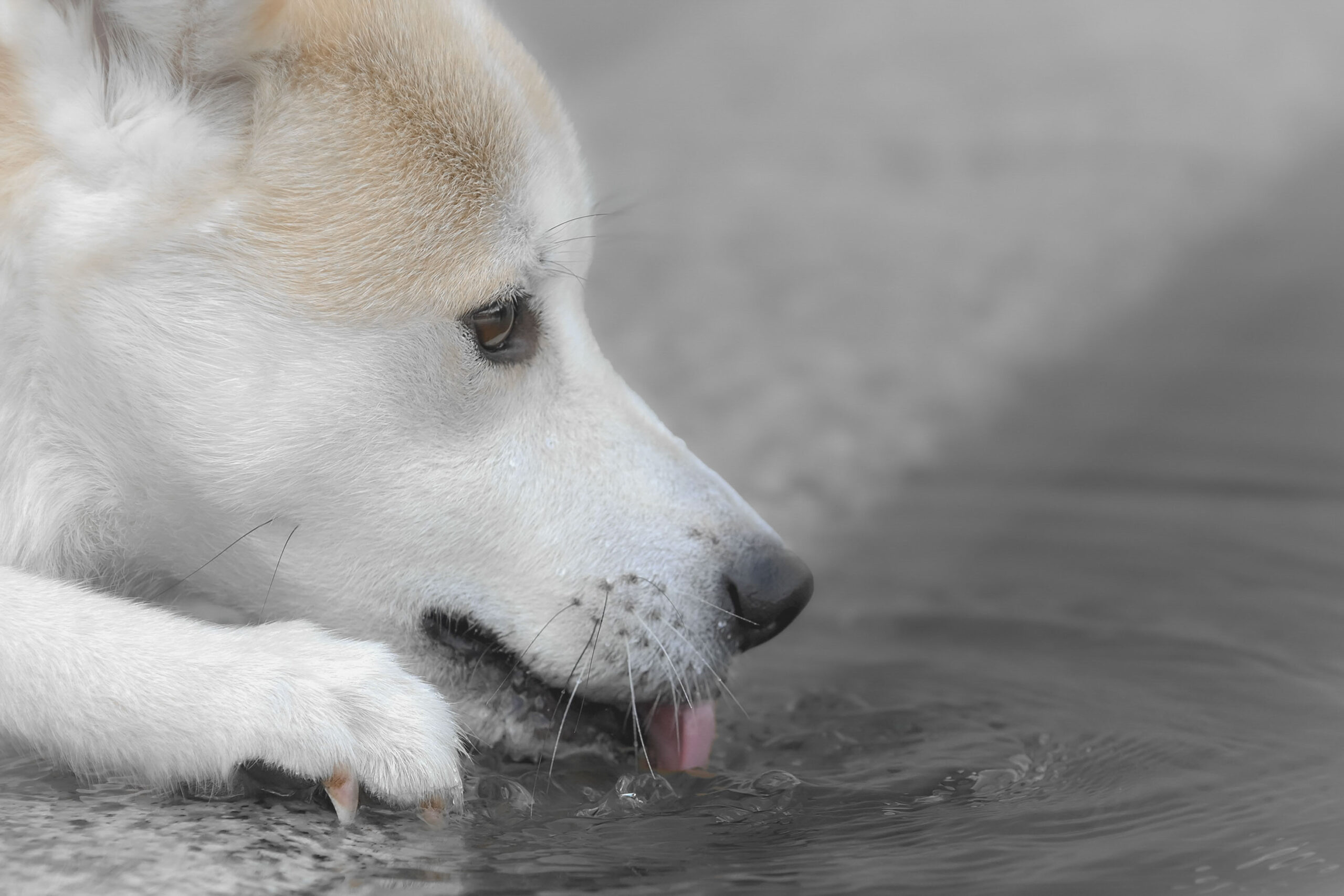 2025_agfaboy_dog-fotografie_005