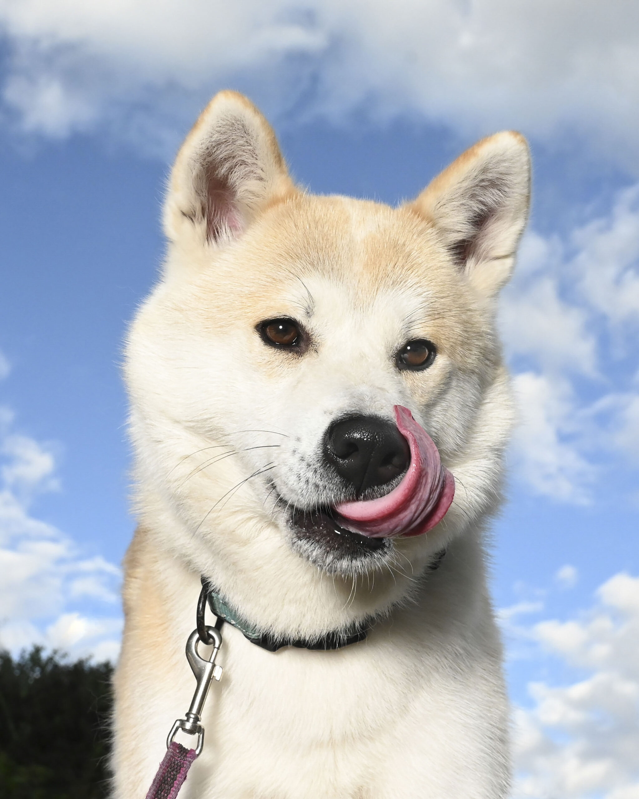 2025_agfaboy_dog-fotografie_006