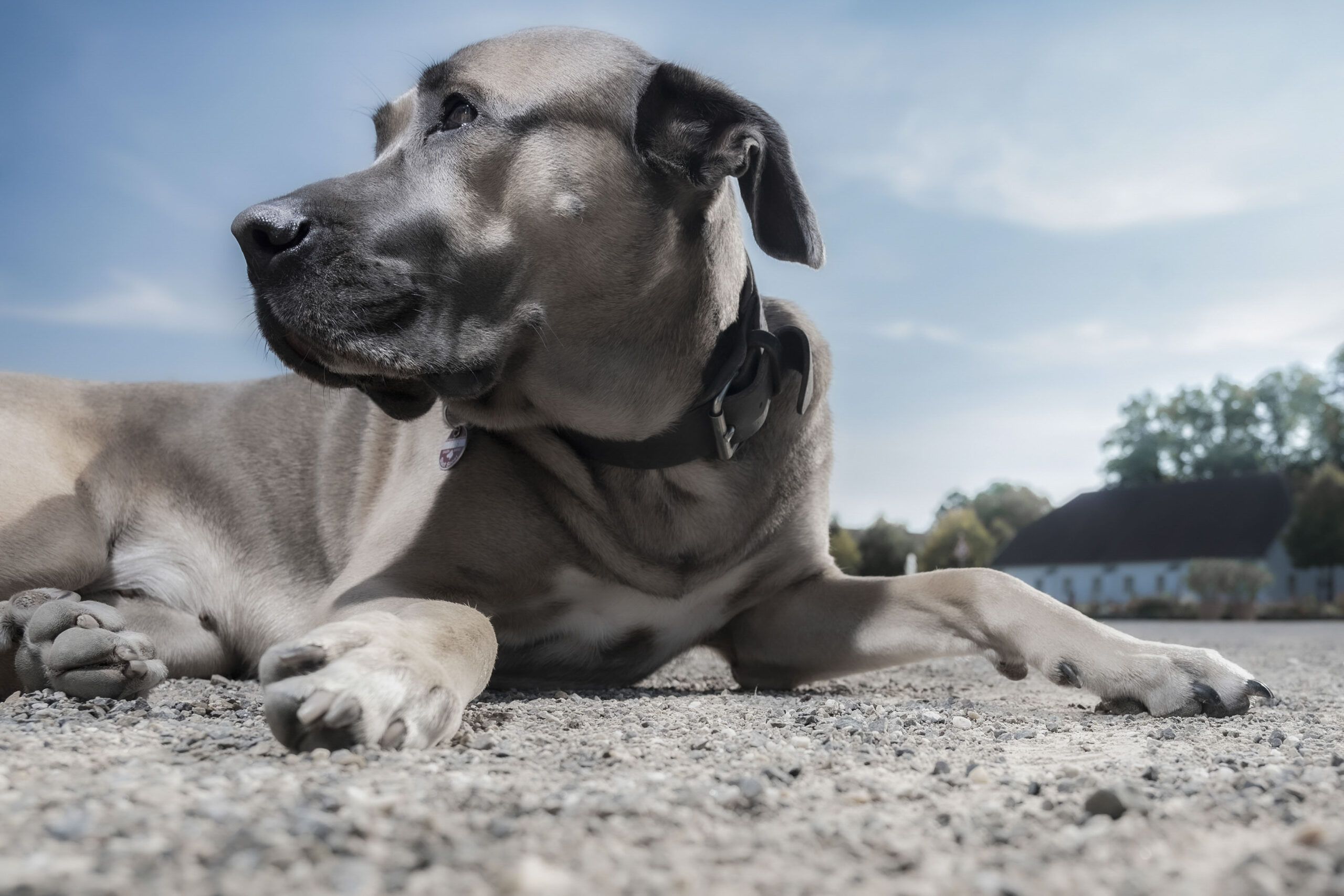 2025_agfaboy_dog-fotografie_009