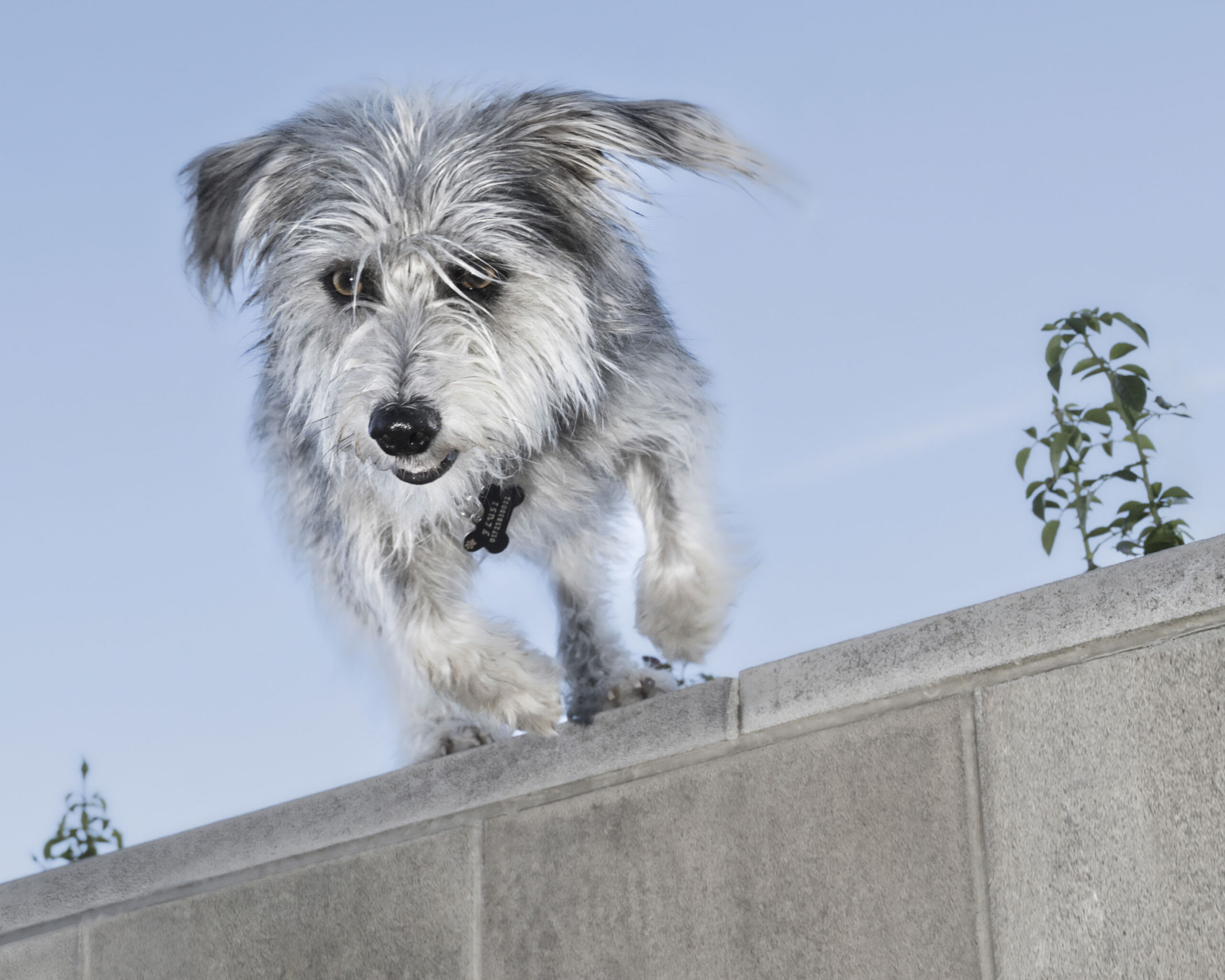 2025_agfaboy_dog-fotografie_011