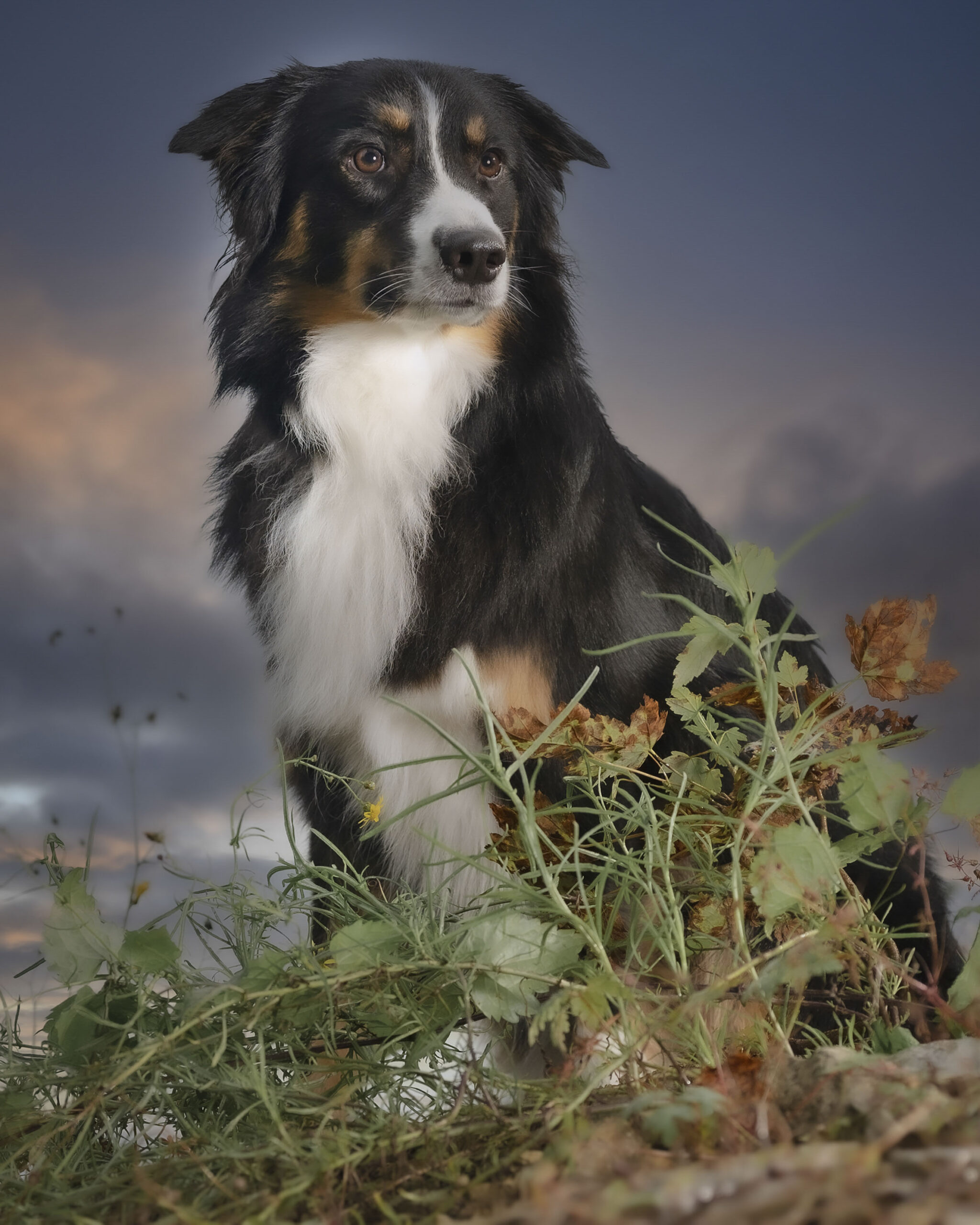 2025_agfaboy_dog-fotografie_012