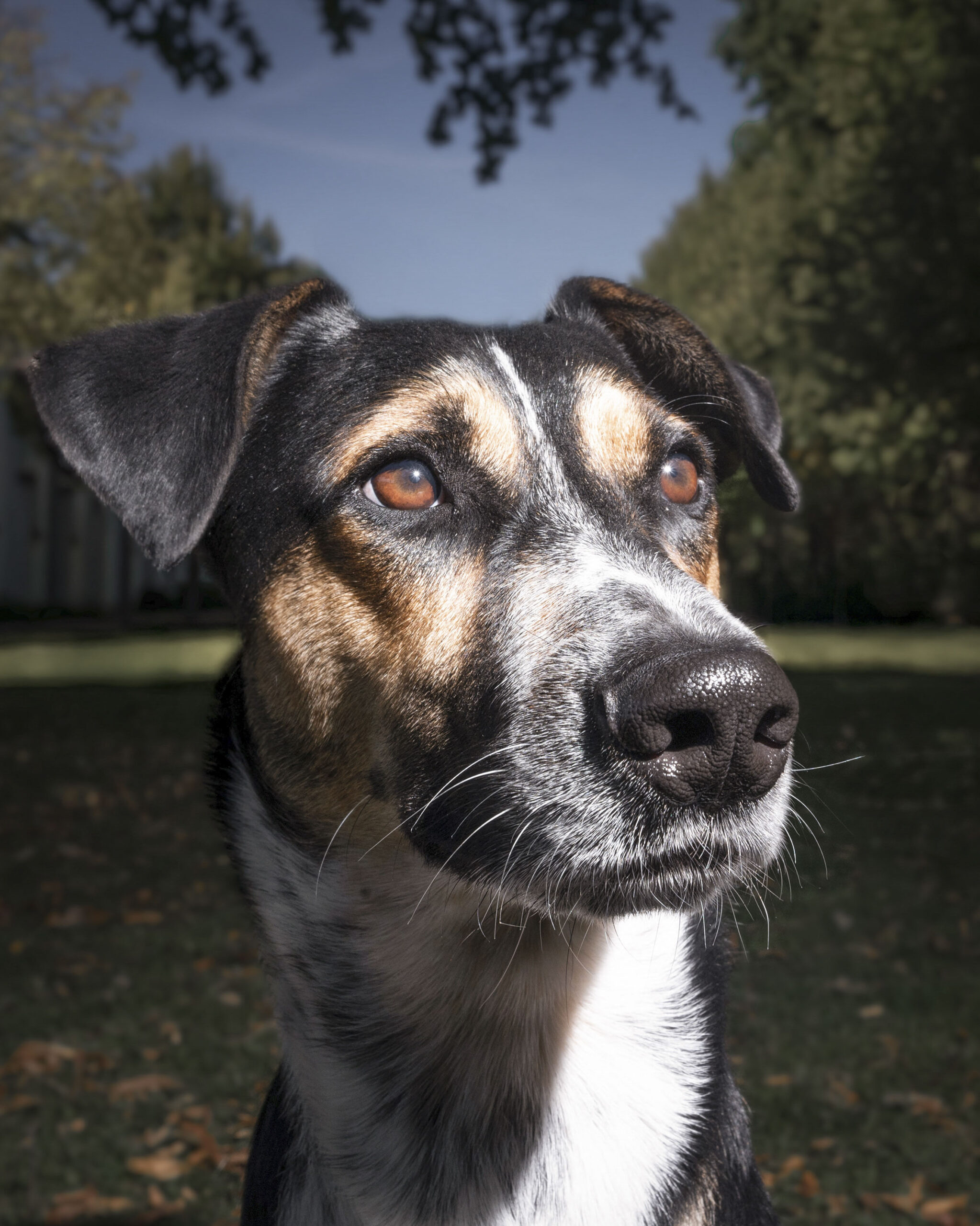 2025_agfaboy_dog-fotografie_013