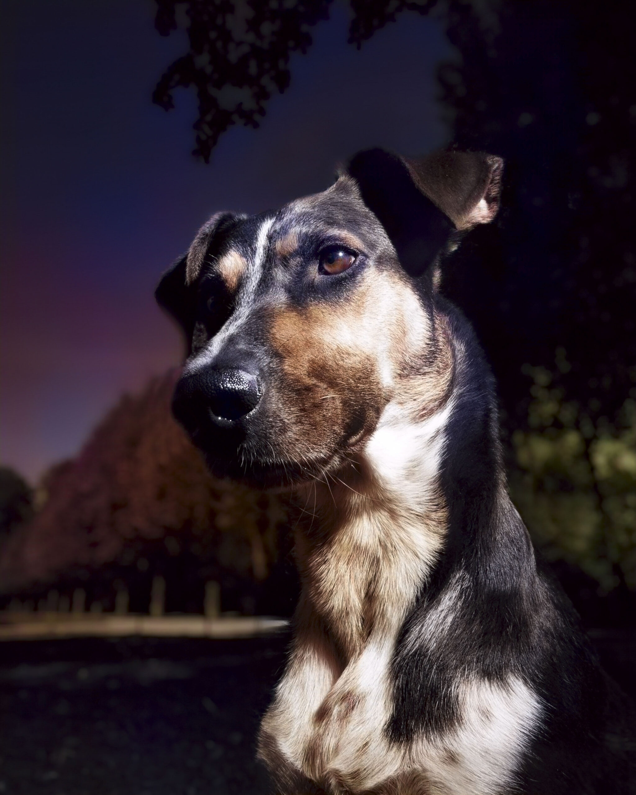 2025_agfaboy_dog-fotografie_014