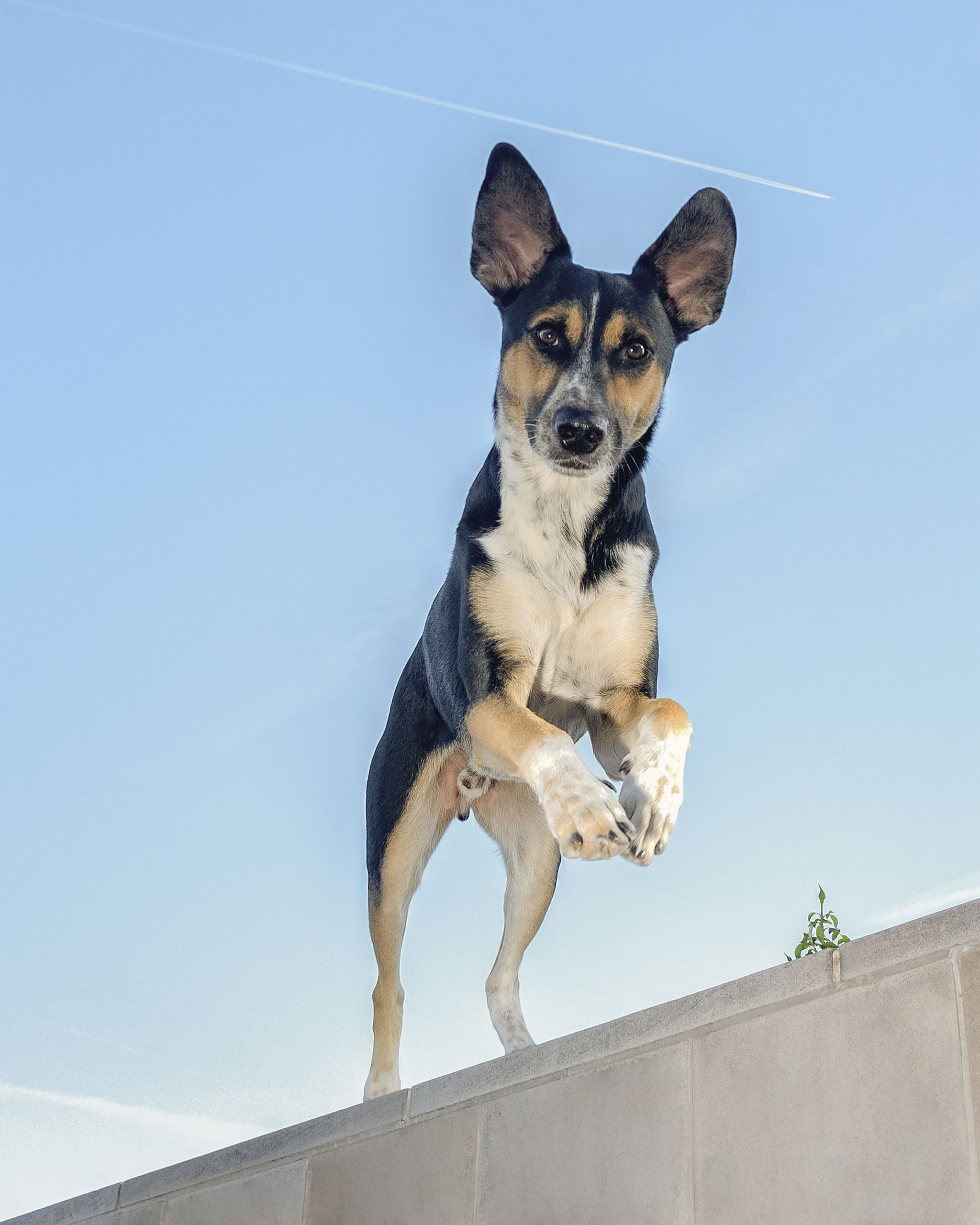 2025_agfaboy_dog-fotografie_015
