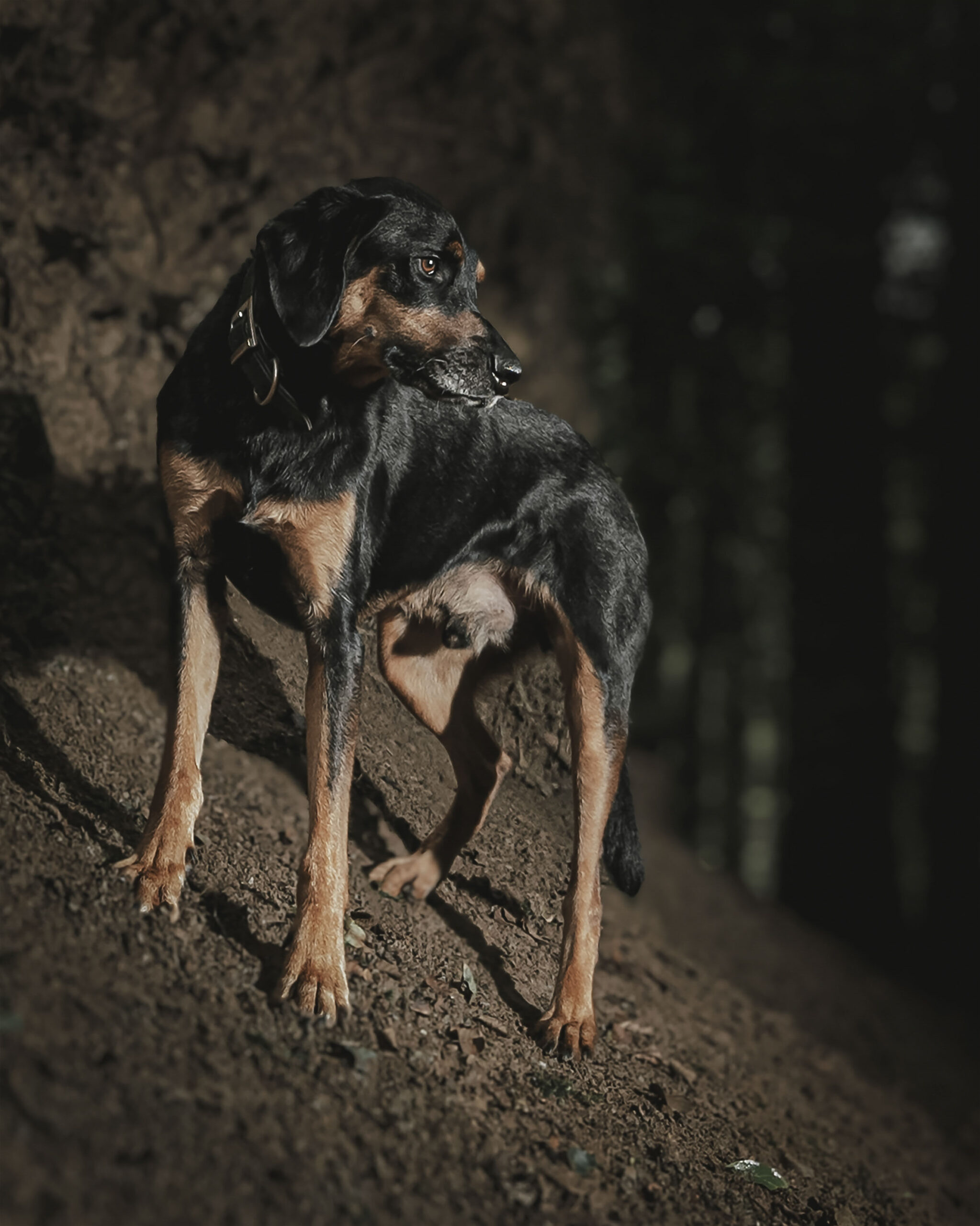 2025_agfaboy_dog-fotografie_018