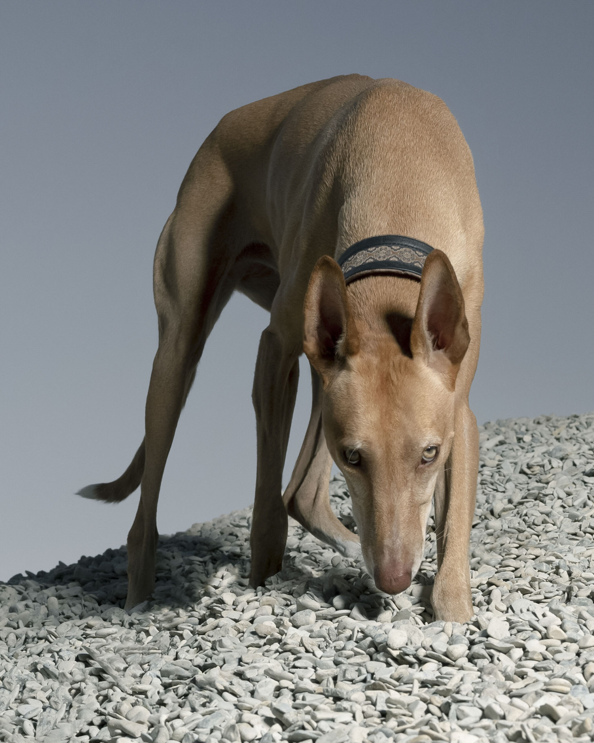 2025_agfaboy_dog-fotografie_019