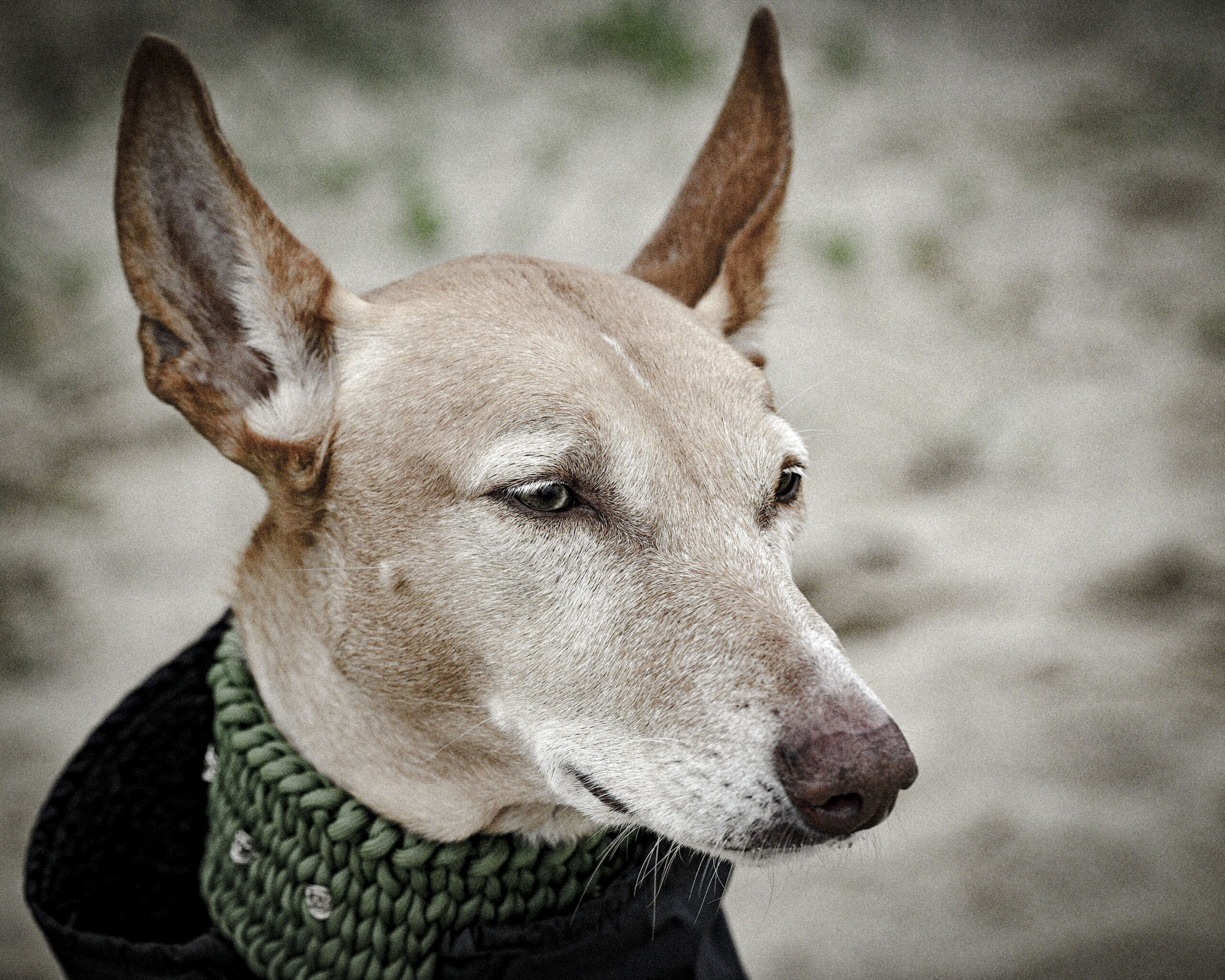 2025_agfaboy_dog-fotografie_020