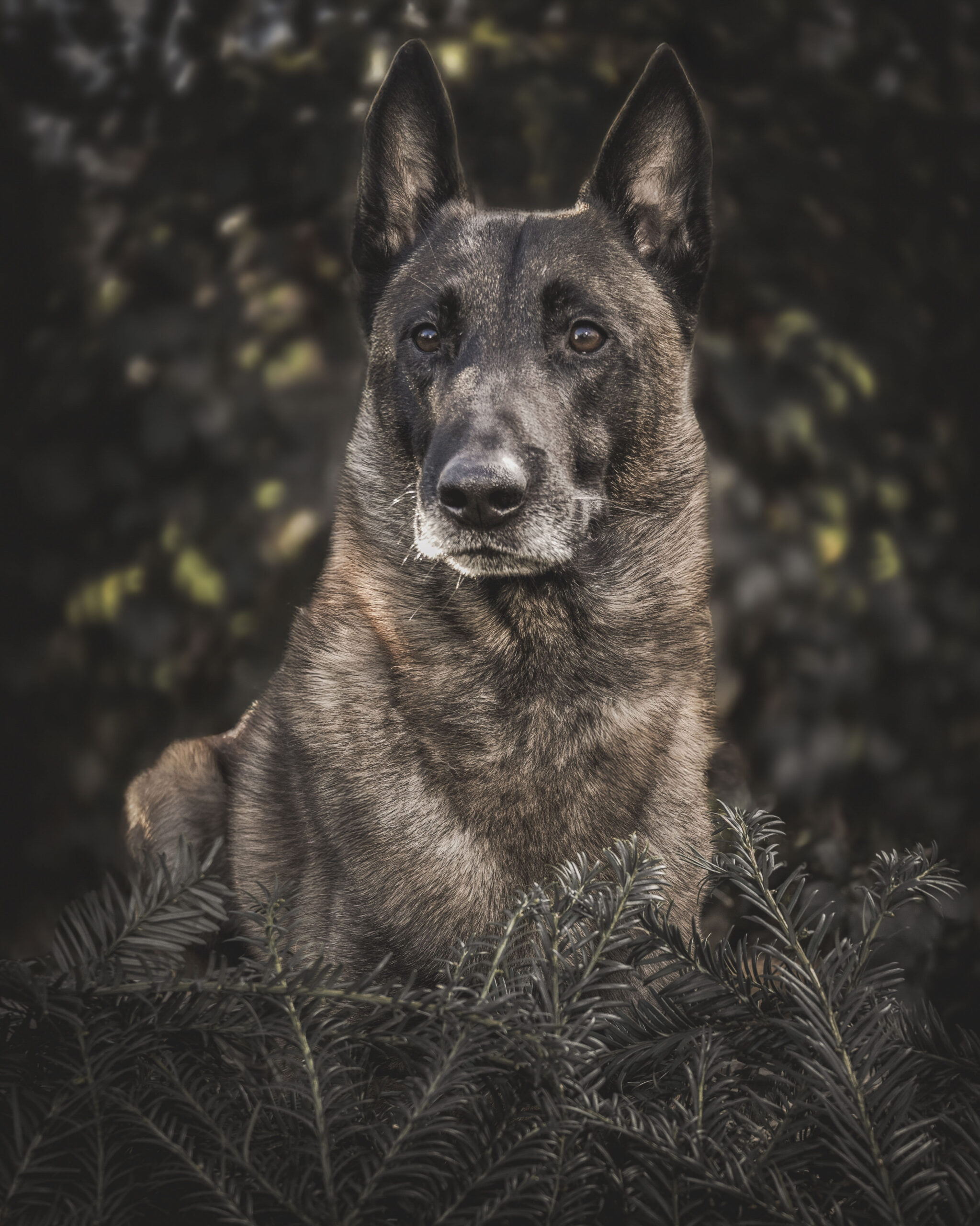 2025_agfaboy_dog-fotografie_021
