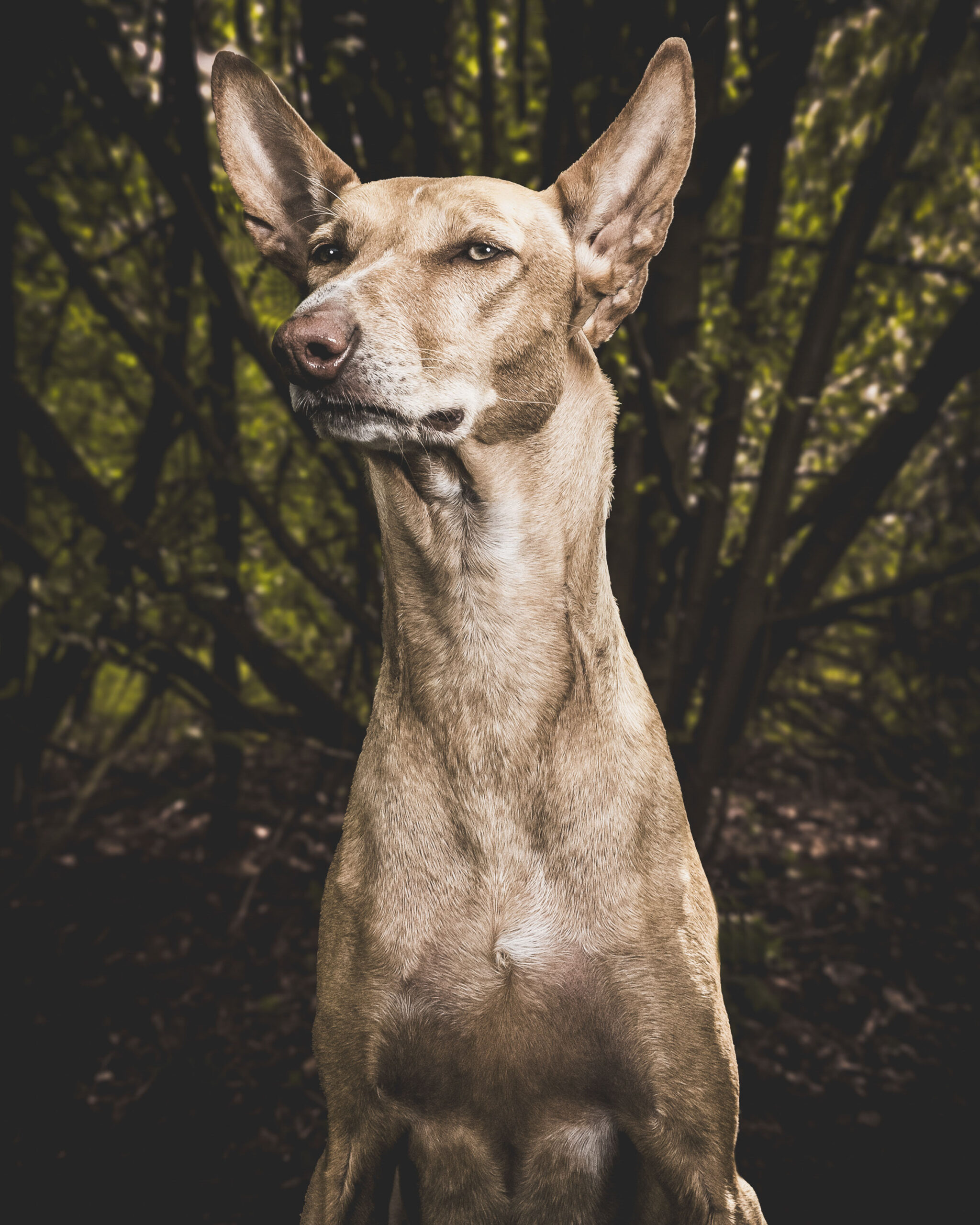 2025_agfaboy_dog-fotografie_022