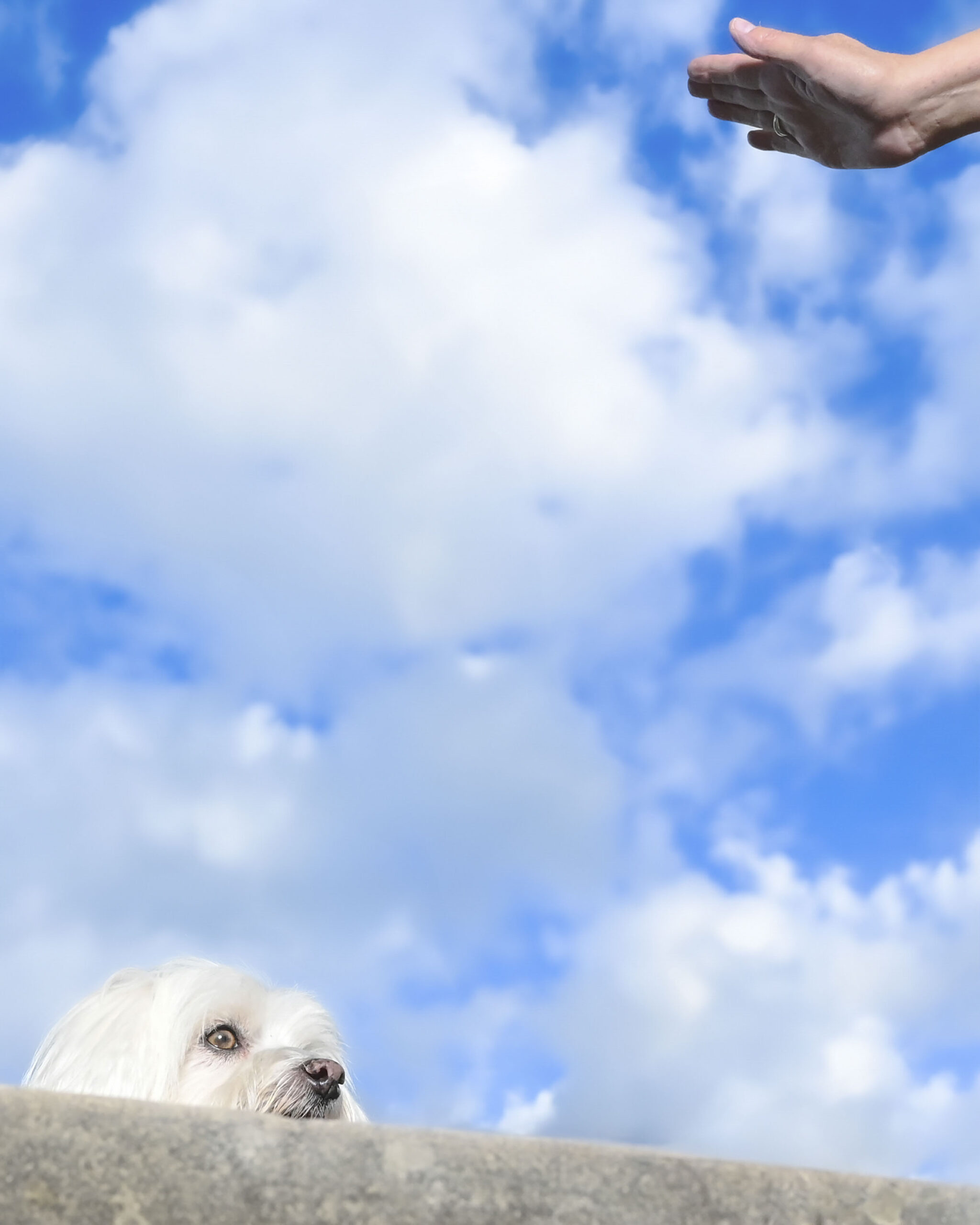 2025_agfaboy_dog-fotografie_024