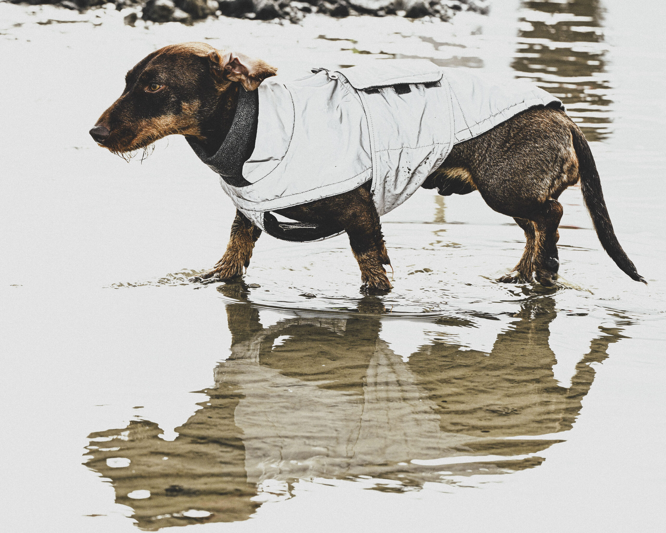 2025_agfaboy_dog-fotografie_026