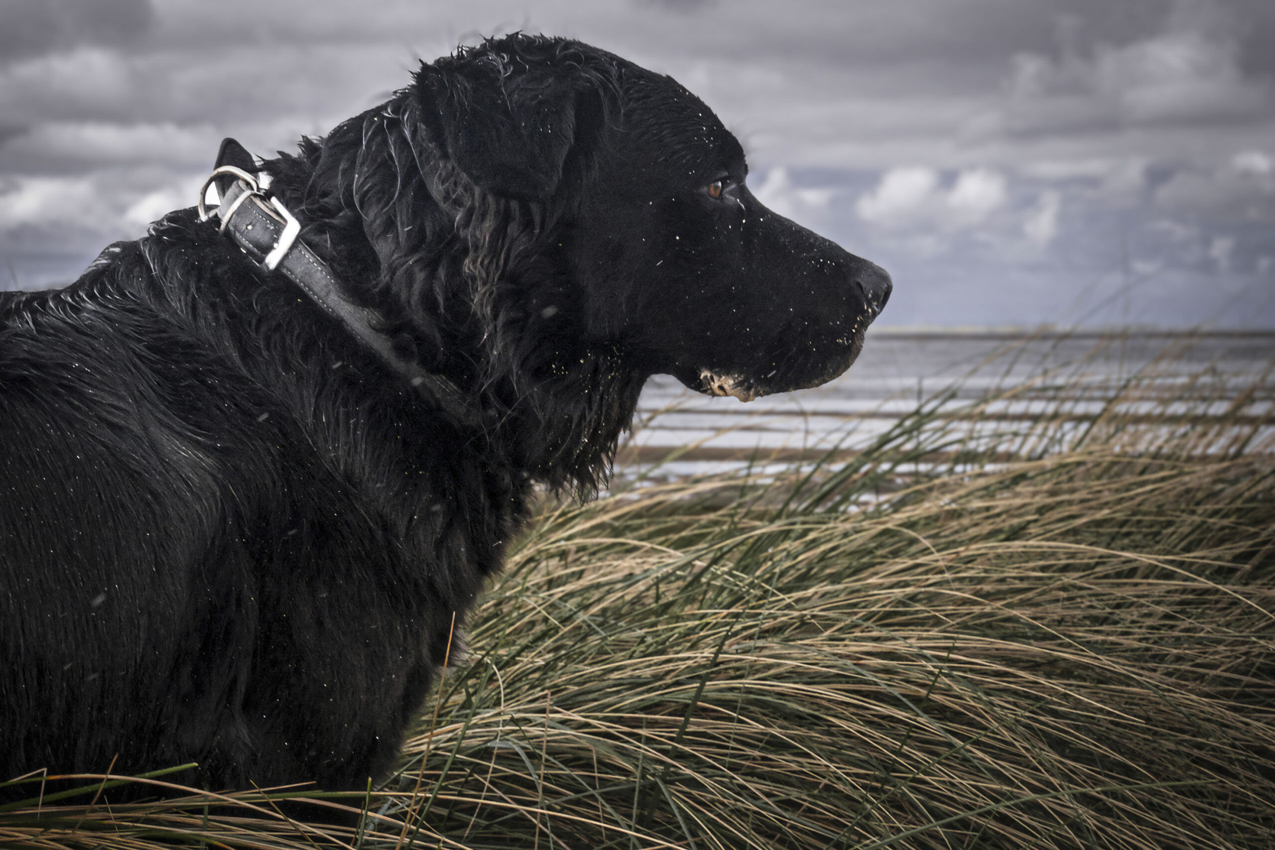 2025_agfaboy_dog-fotografie_027