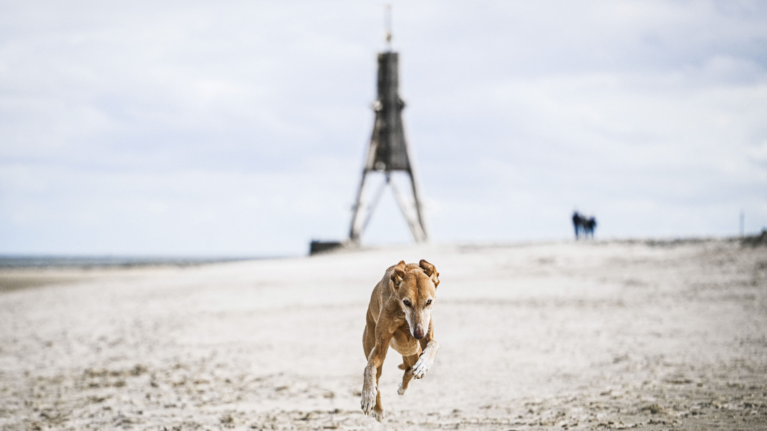 2025_agfaboy_dog-fotografie_028