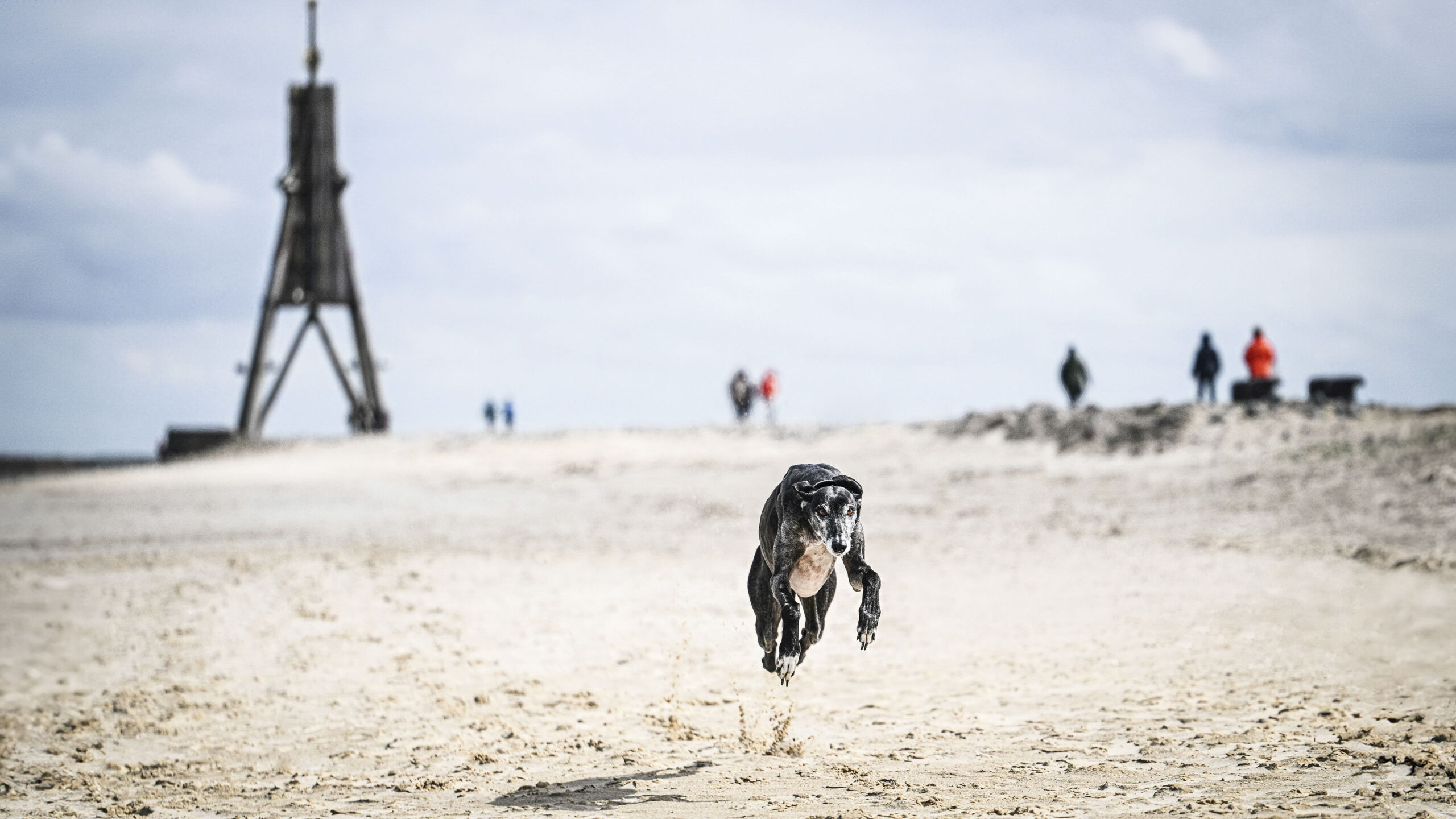2025_agfaboy_dog-fotografie_029