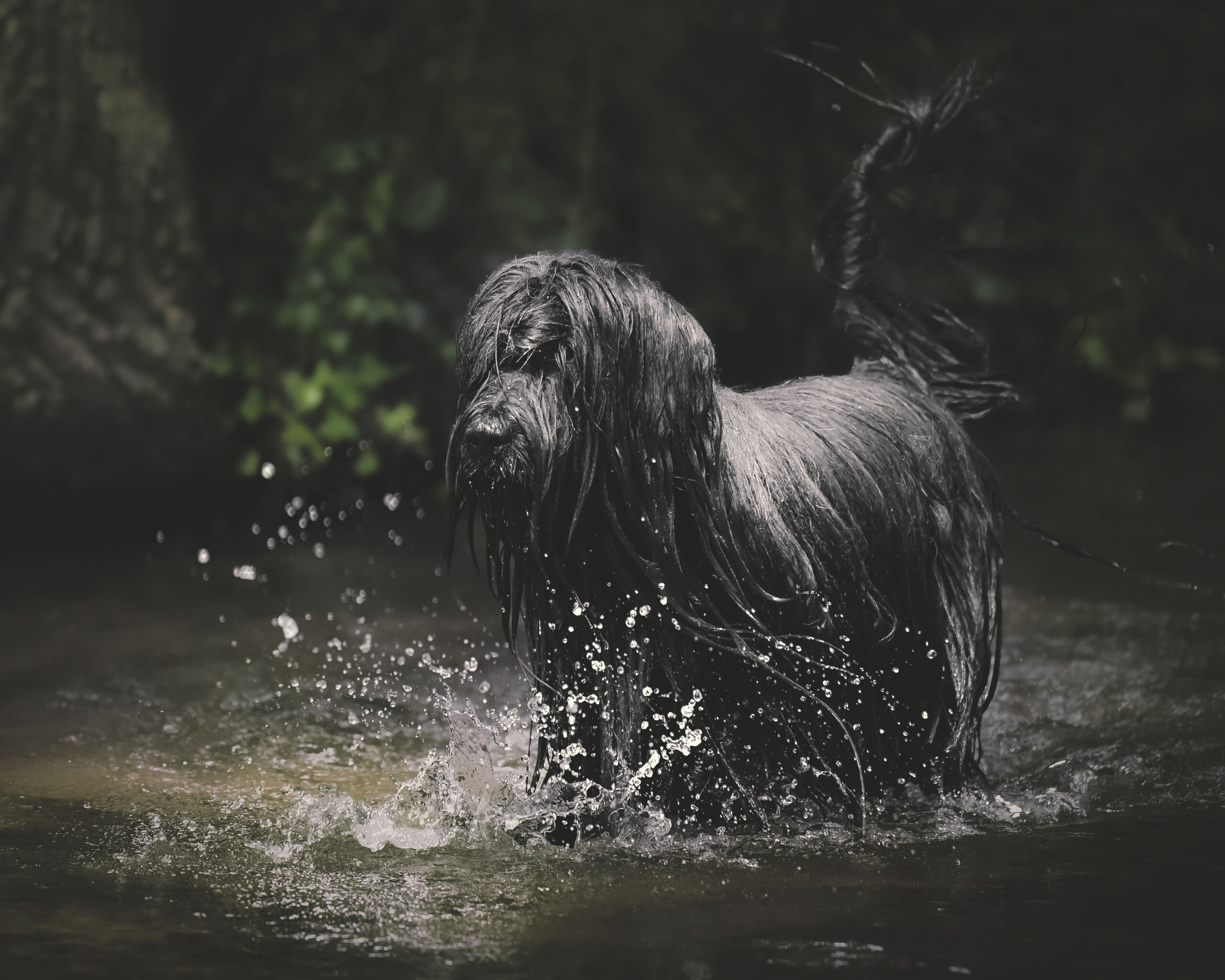 2025_agfaboy_dog-fotografie_032