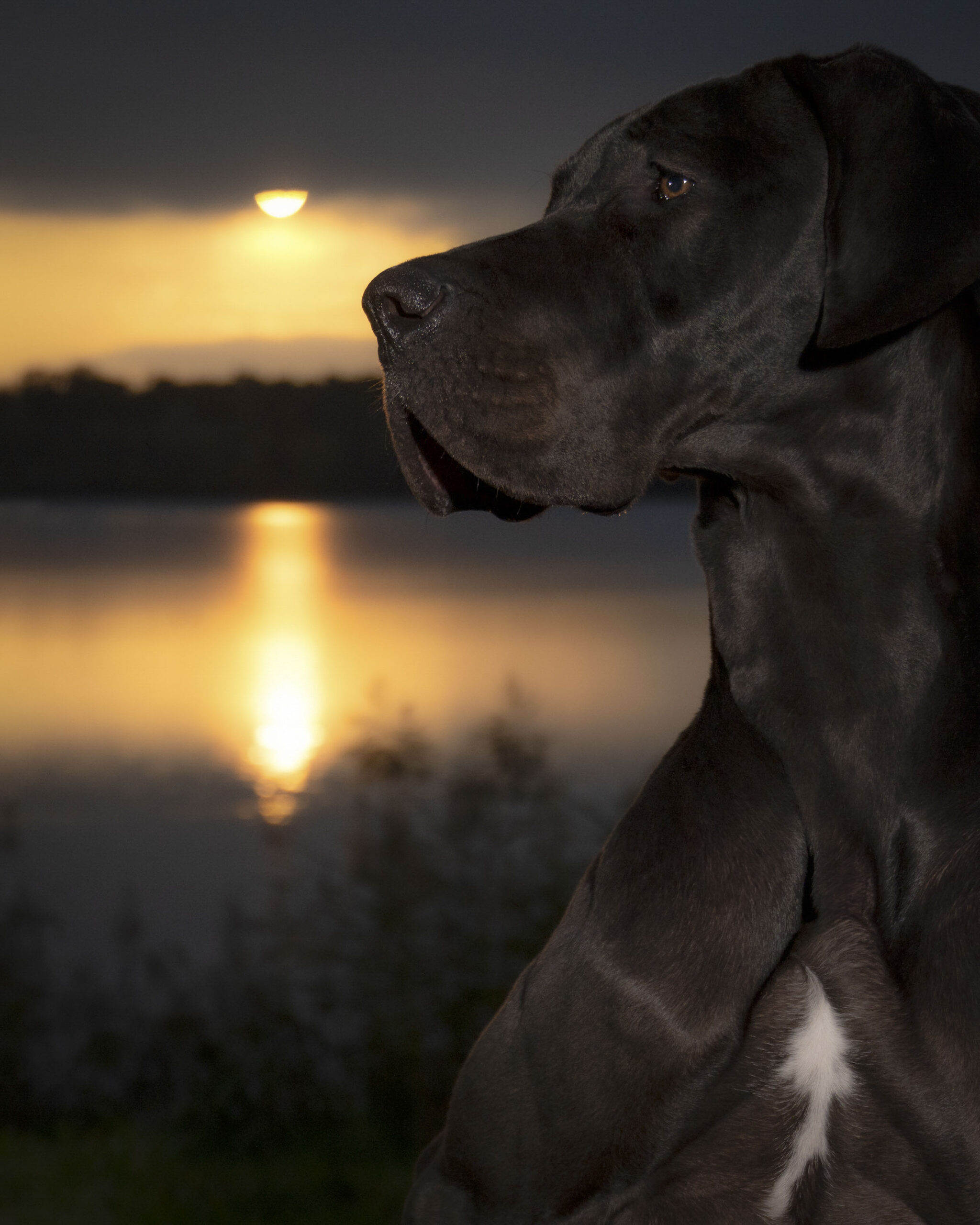2025_agfaboy_dog-fotografie_033