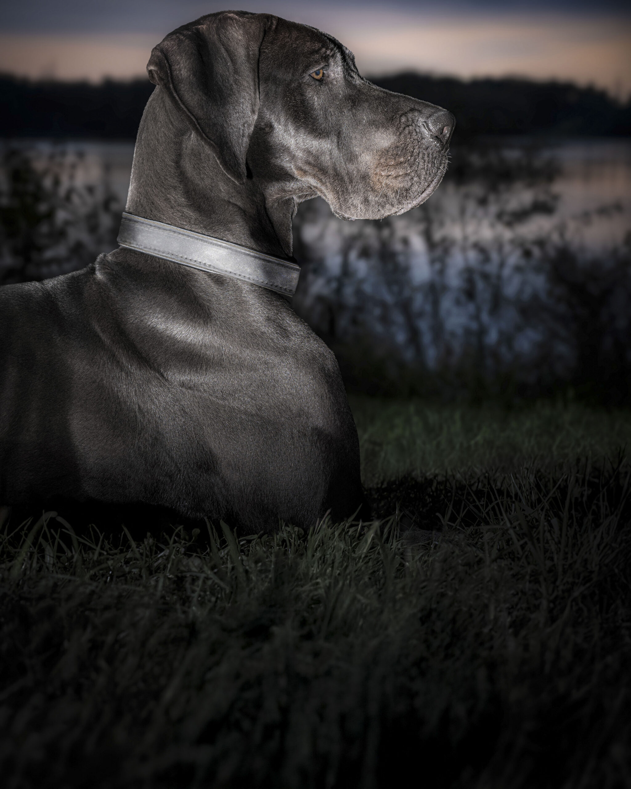 2025_agfaboy_dog-fotografie_035