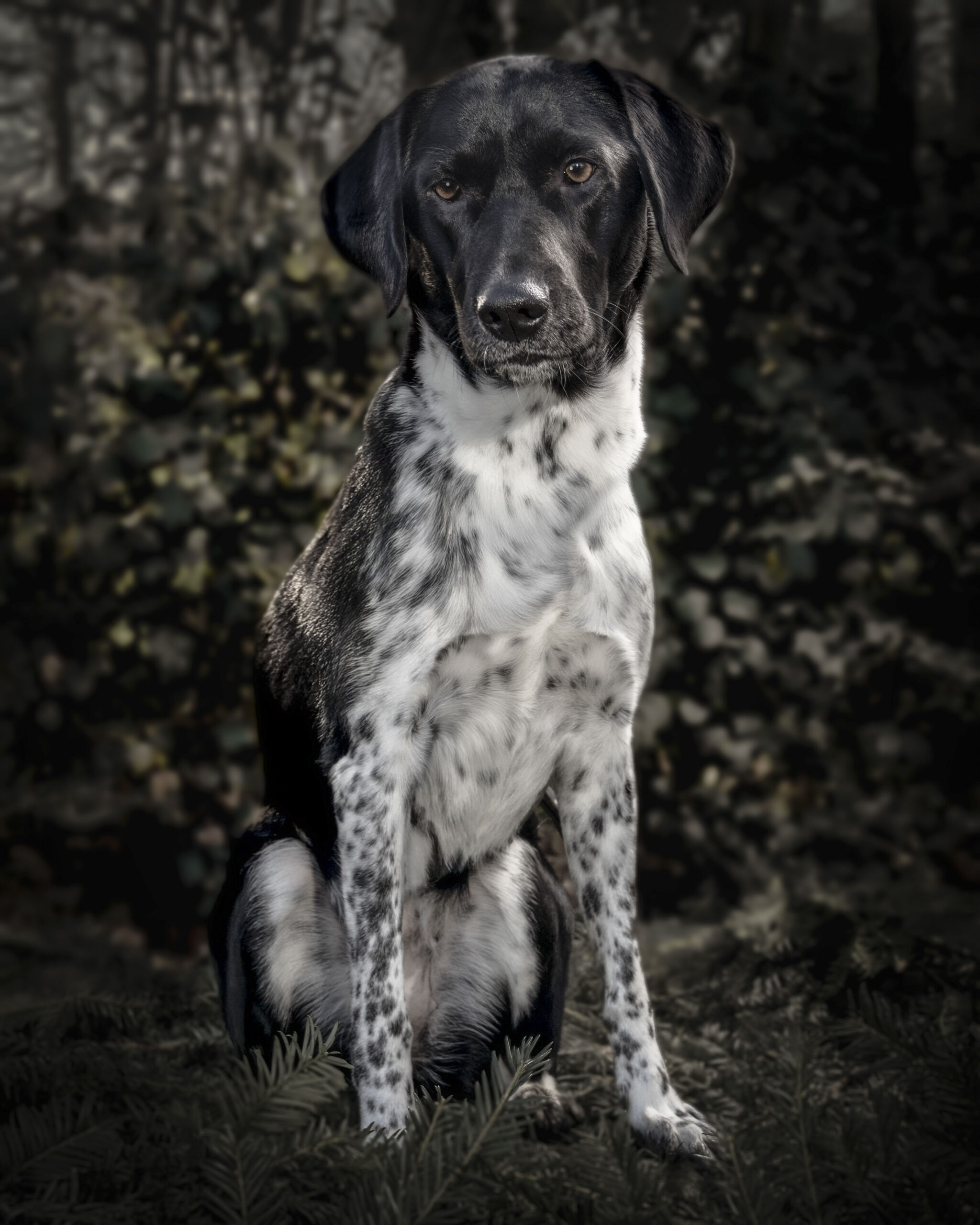 2025_agfaboy_dog-fotografie_036