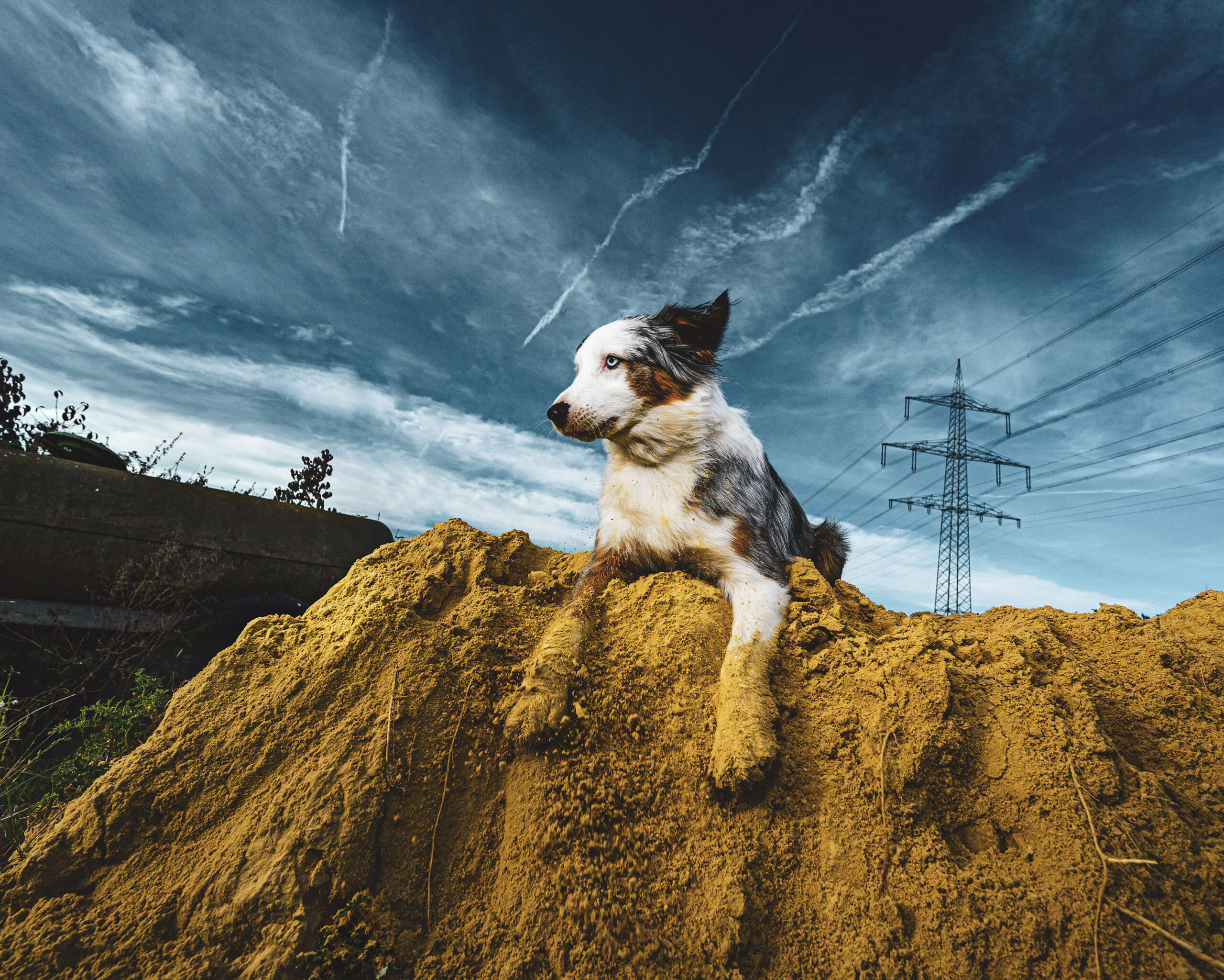2025_agfaboy_dog-fotografie_037