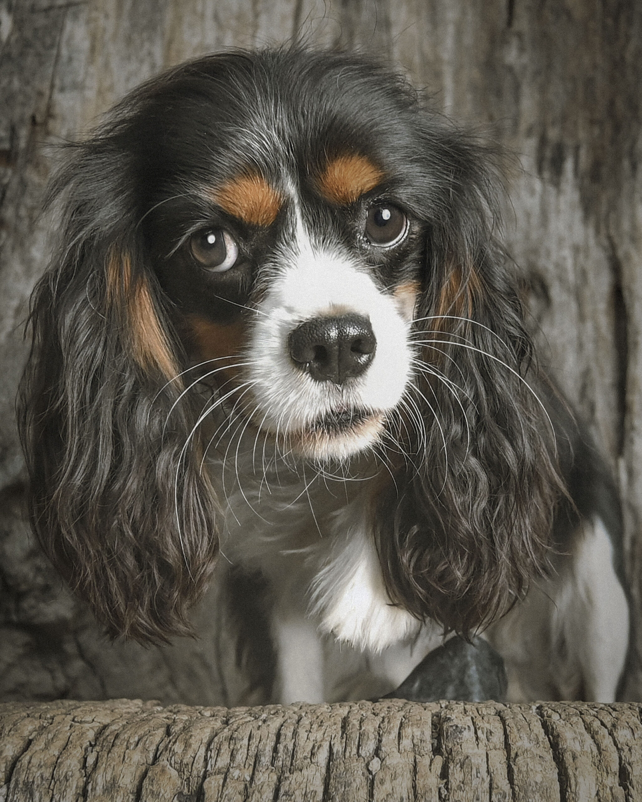 2025_agfaboy_dog-fotografie_039