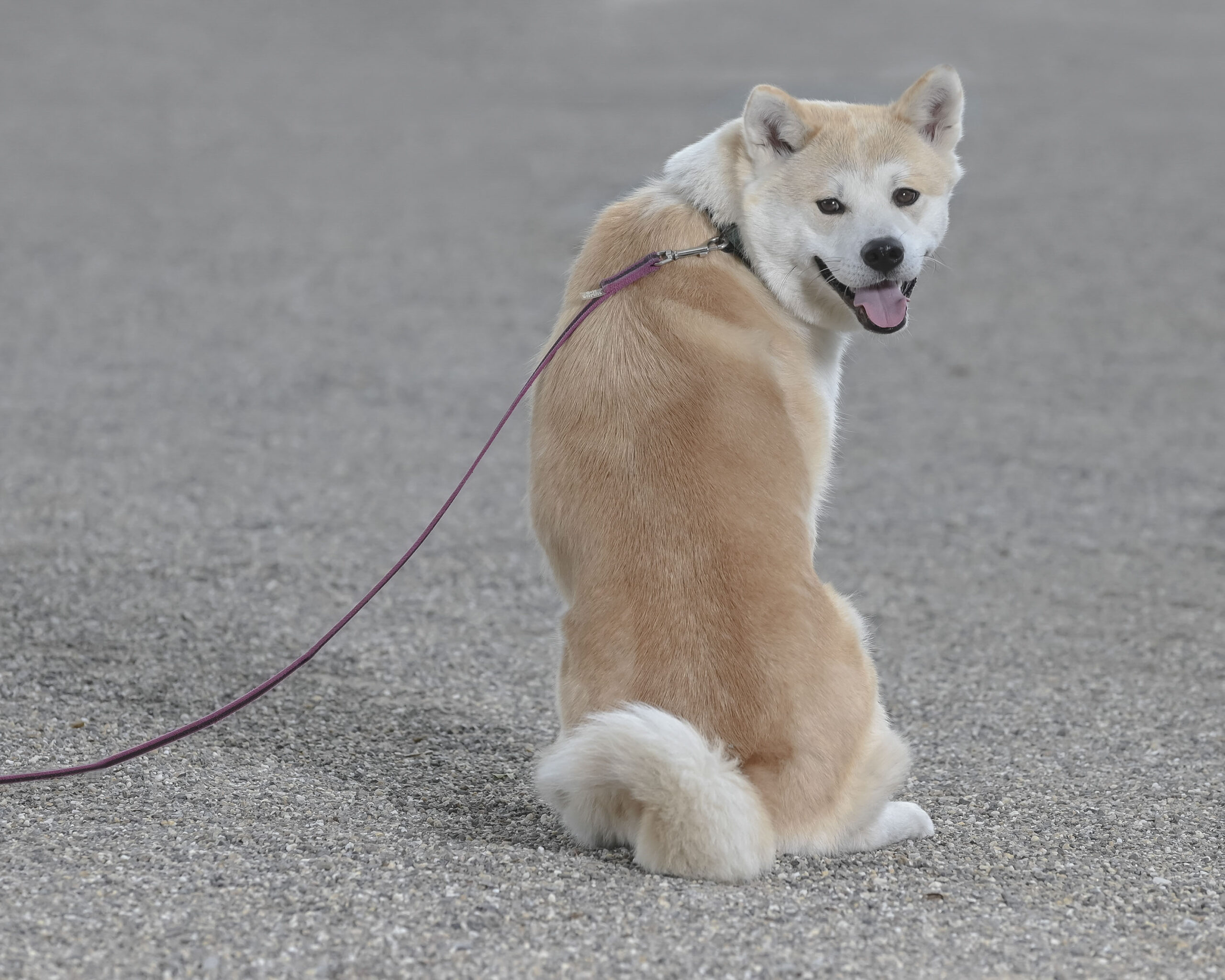 2025_agfaboy_dog-fotografie_040