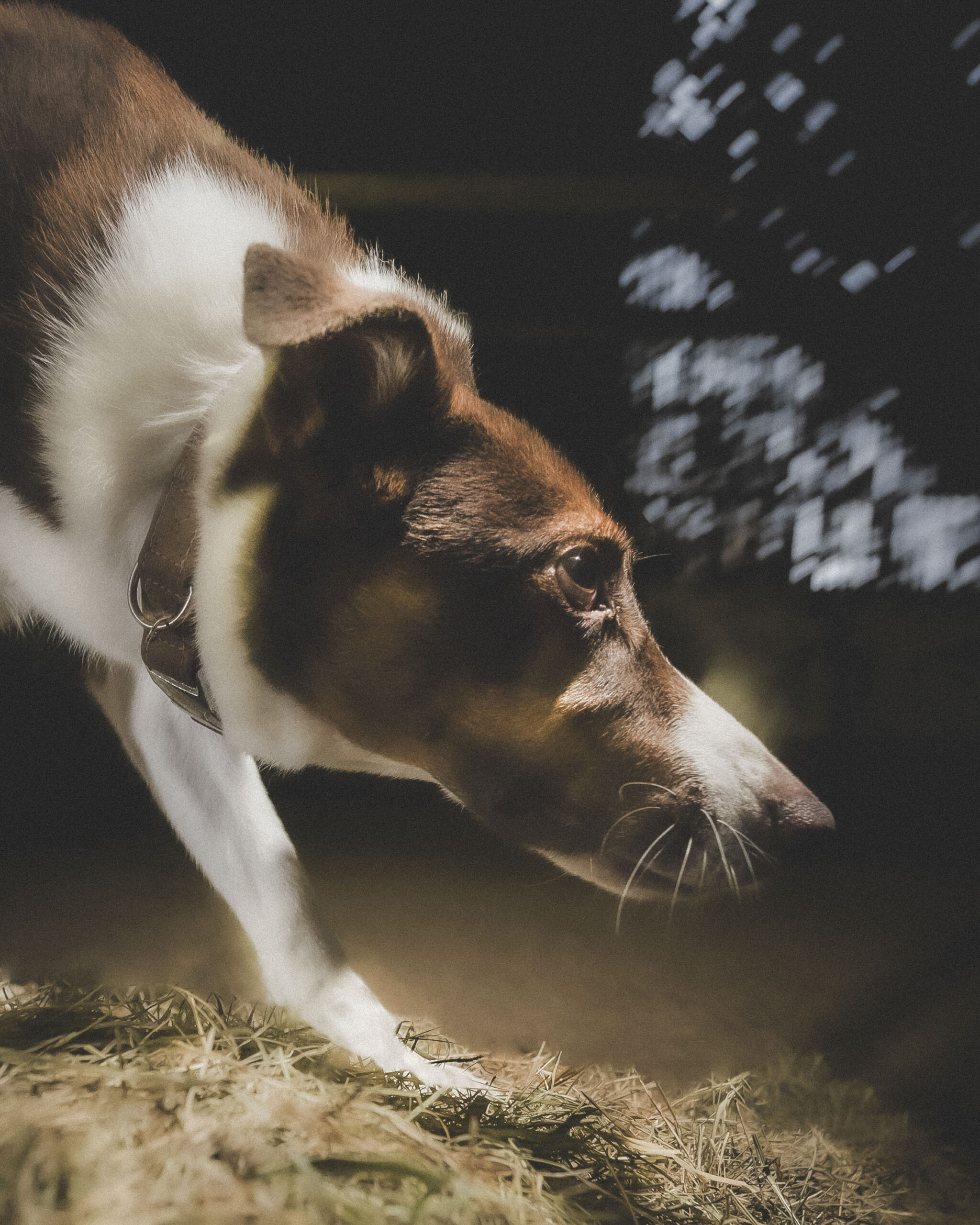 2025_agfaboy_dog-fotografie_041