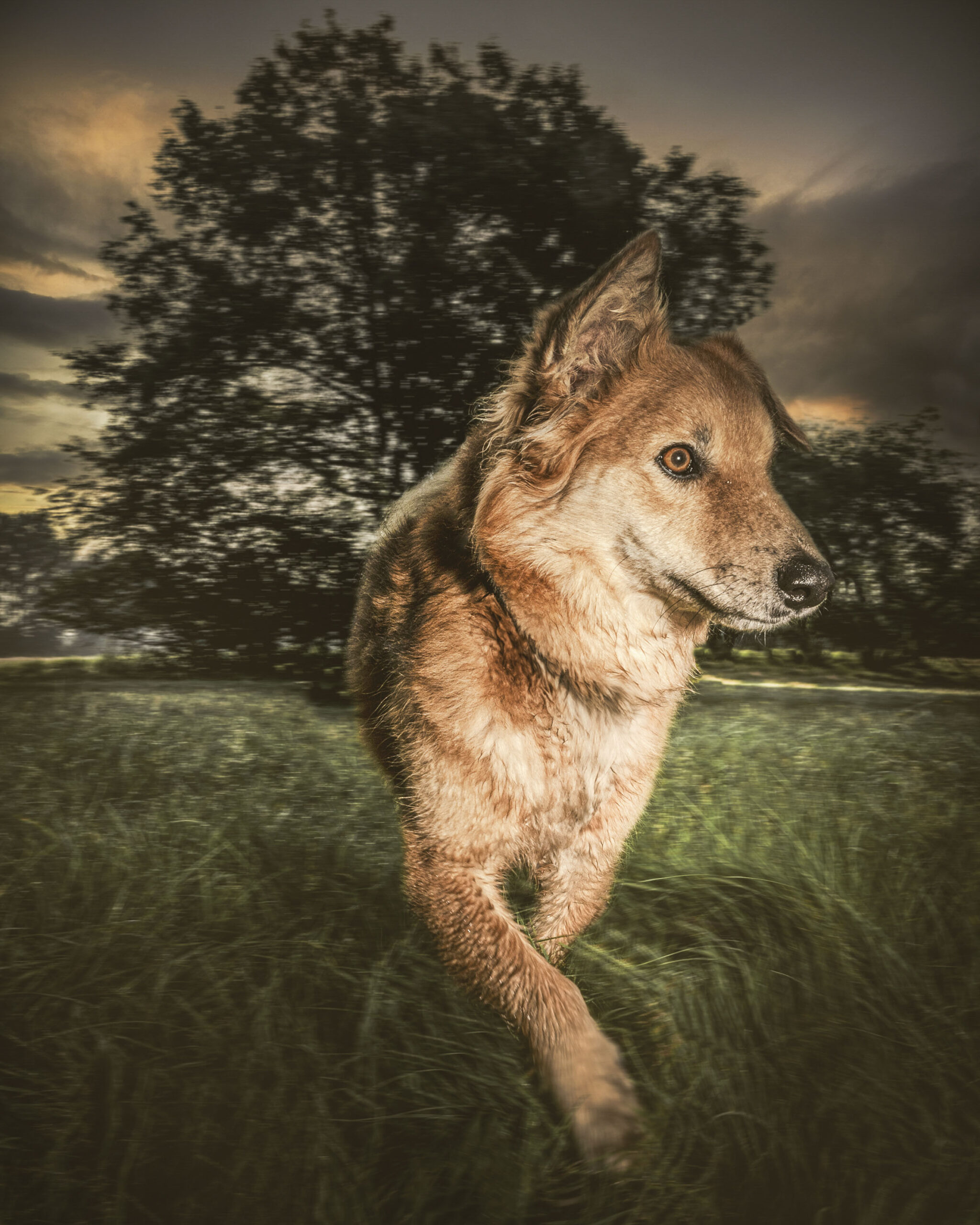 2025_agfaboy_dog-fotografie_045
