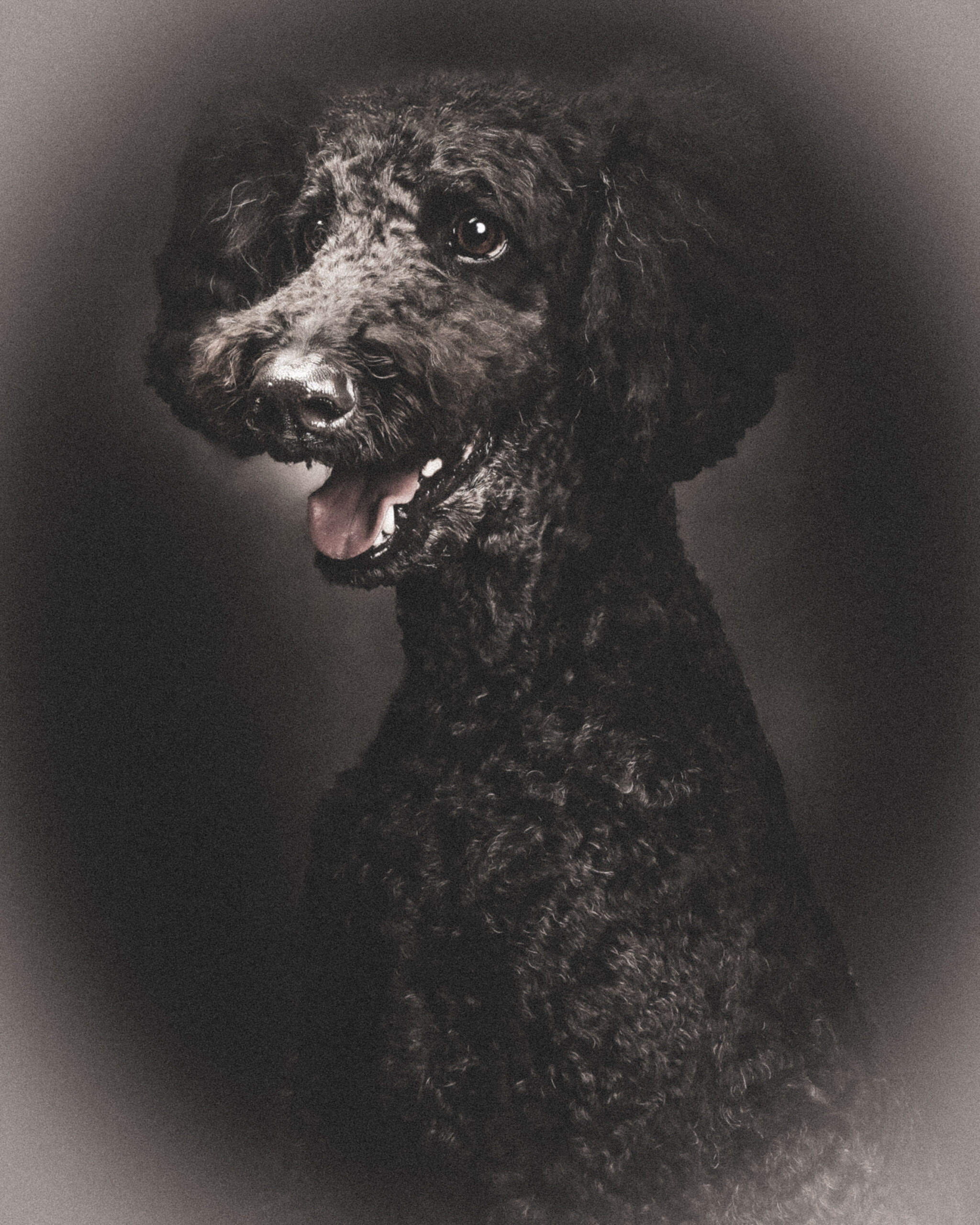 2025_agfaboy_dog-fotografie_046