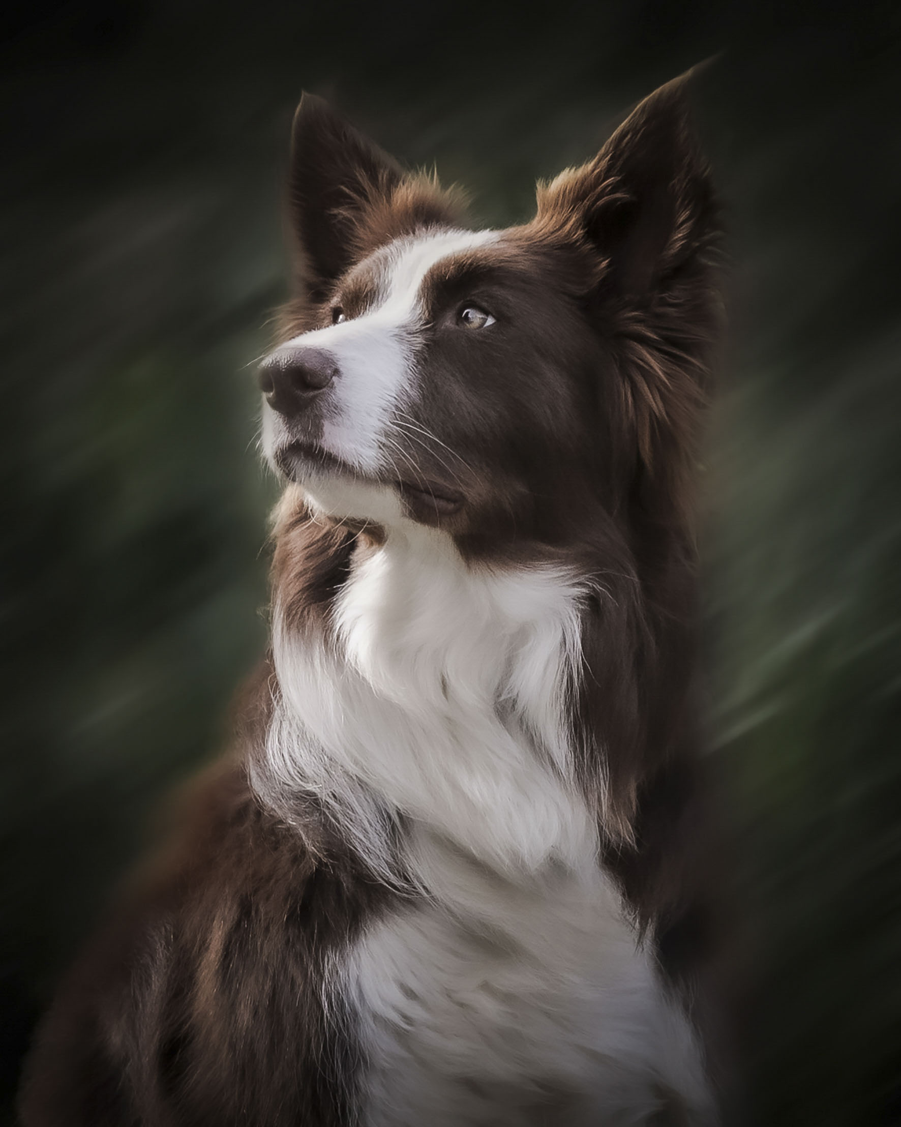 2025_agfaboy_dog-fotografie_047