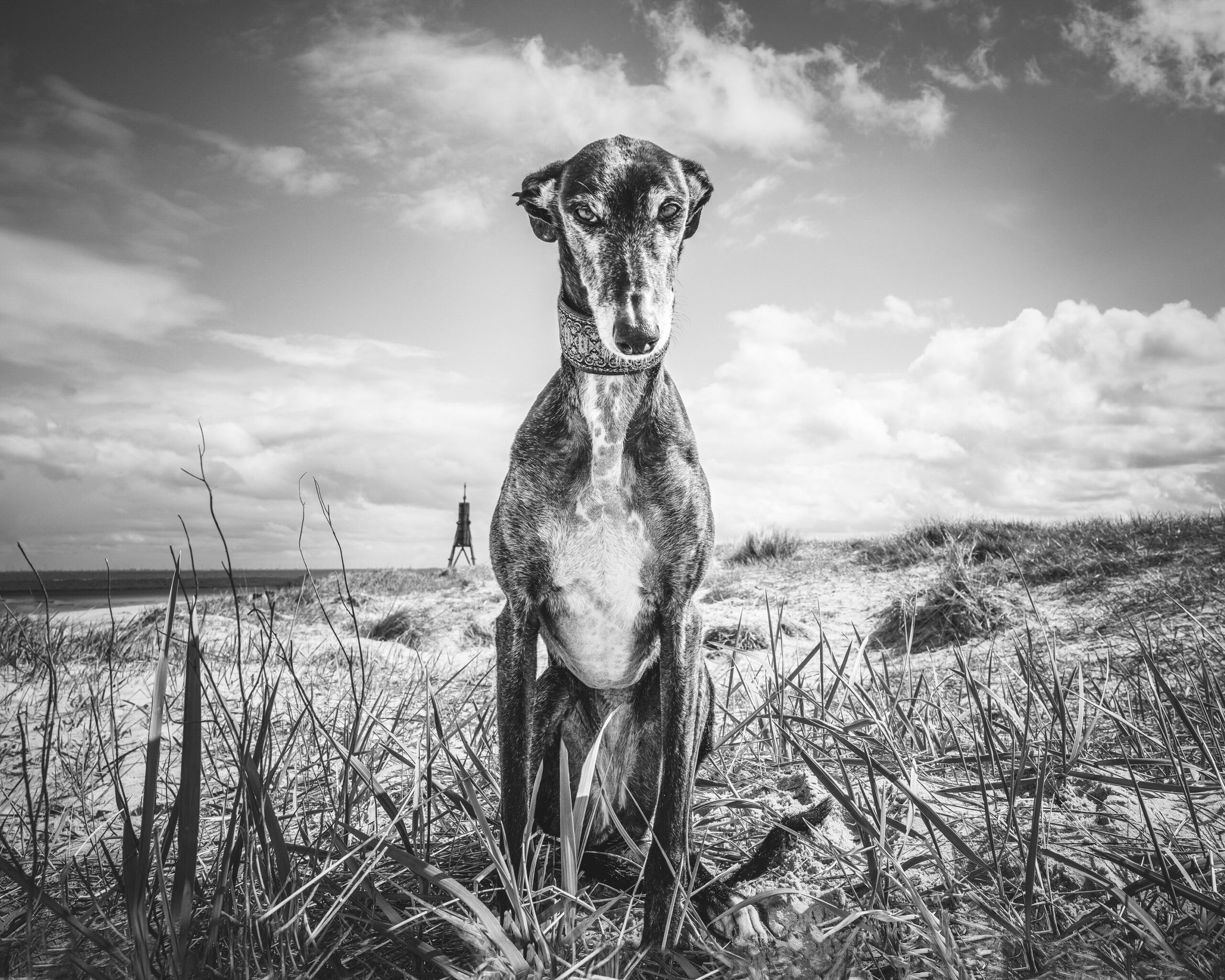 2025_agfaboy_dog-fotografie_050