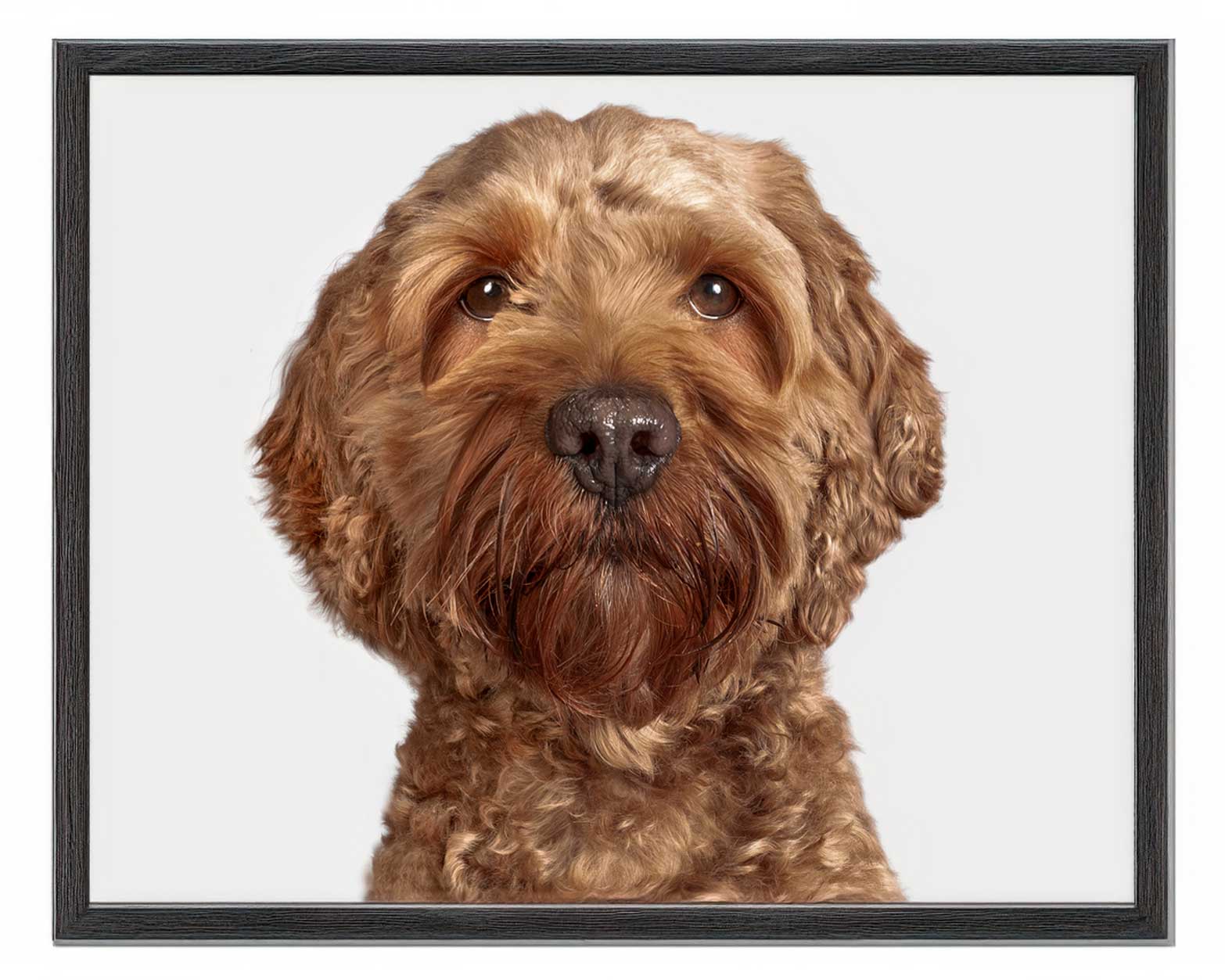 _2025_10_dog-fotografie_35