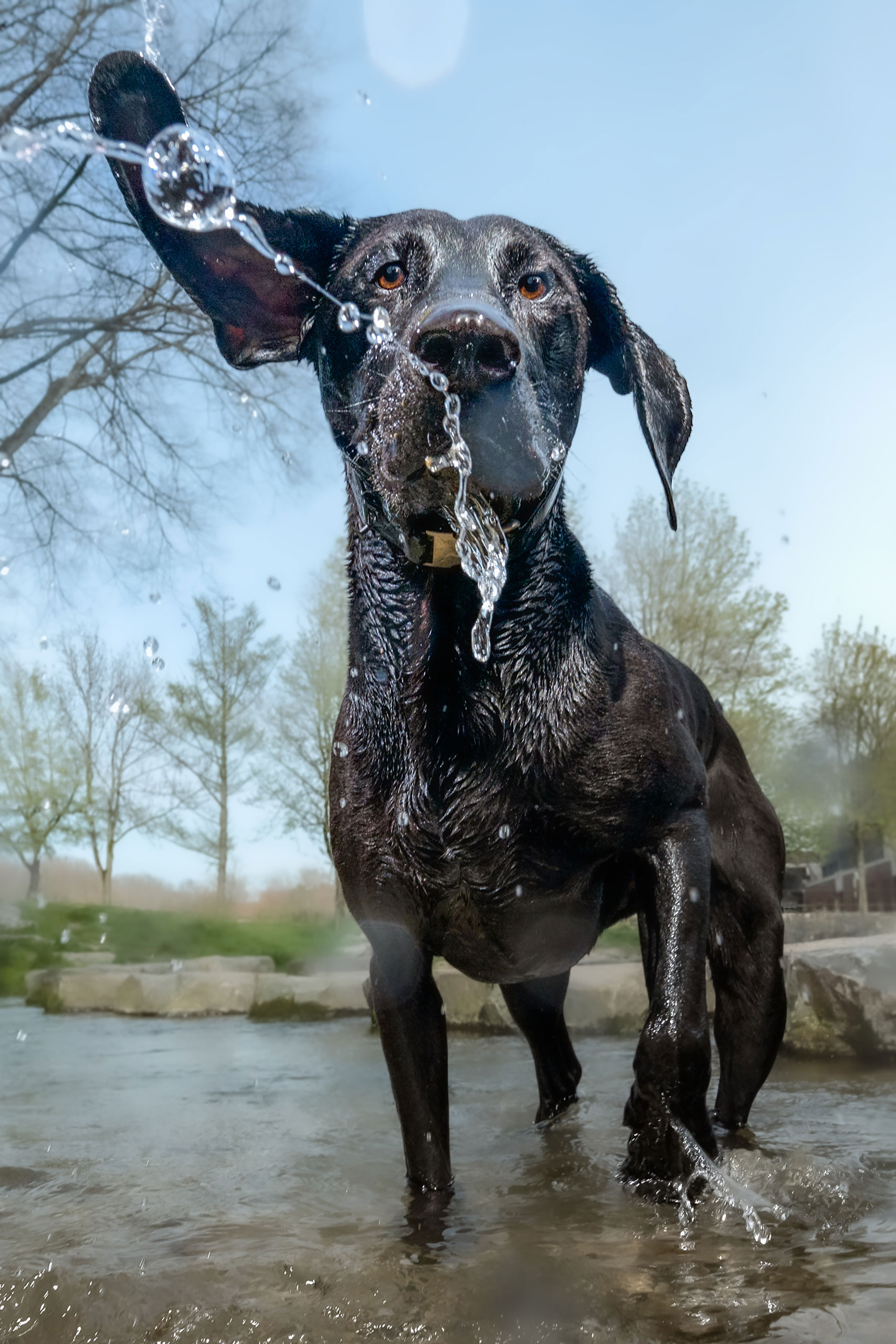 2025_agfaboy_dog-fotografie