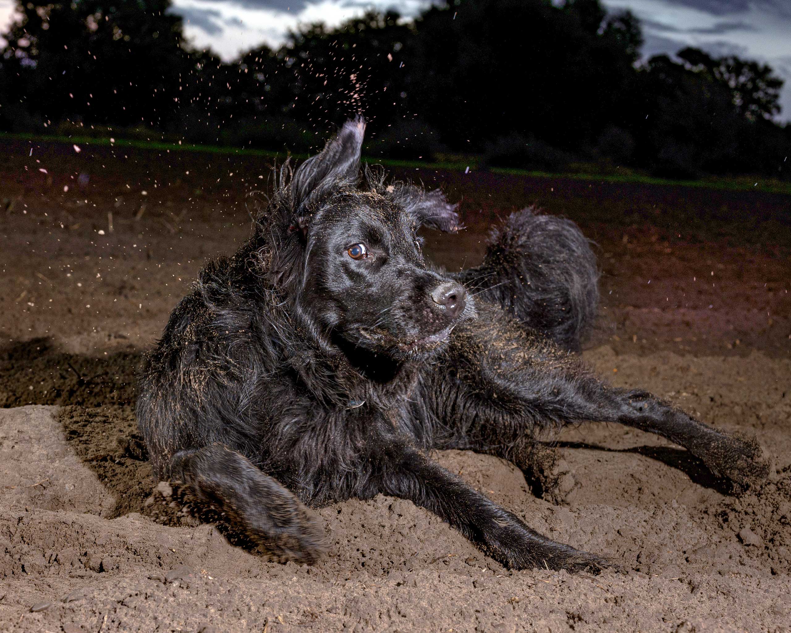2025_agfaboy_dog-fotografie02-(1)